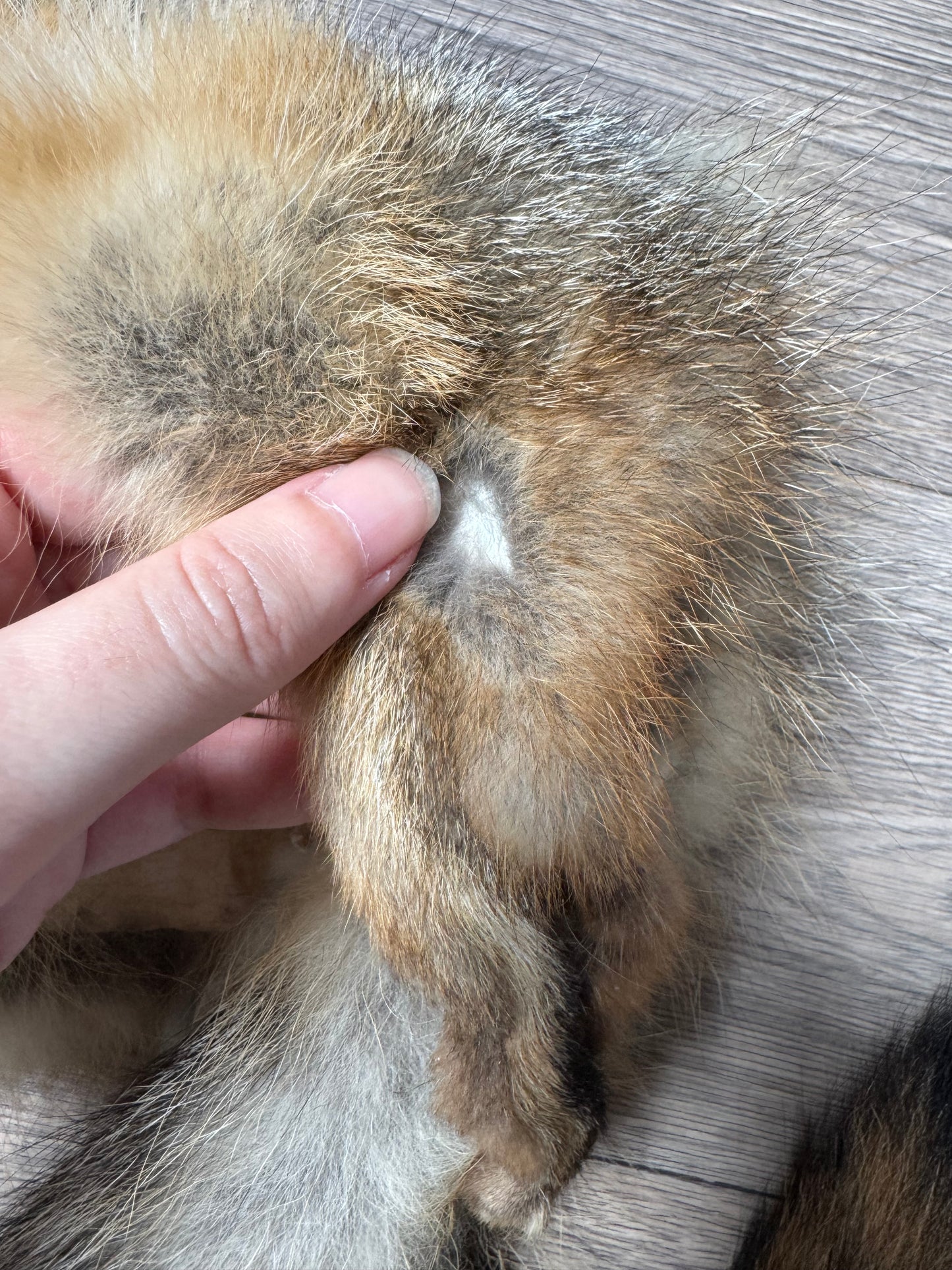 Male grey fox mountable pelt (12)