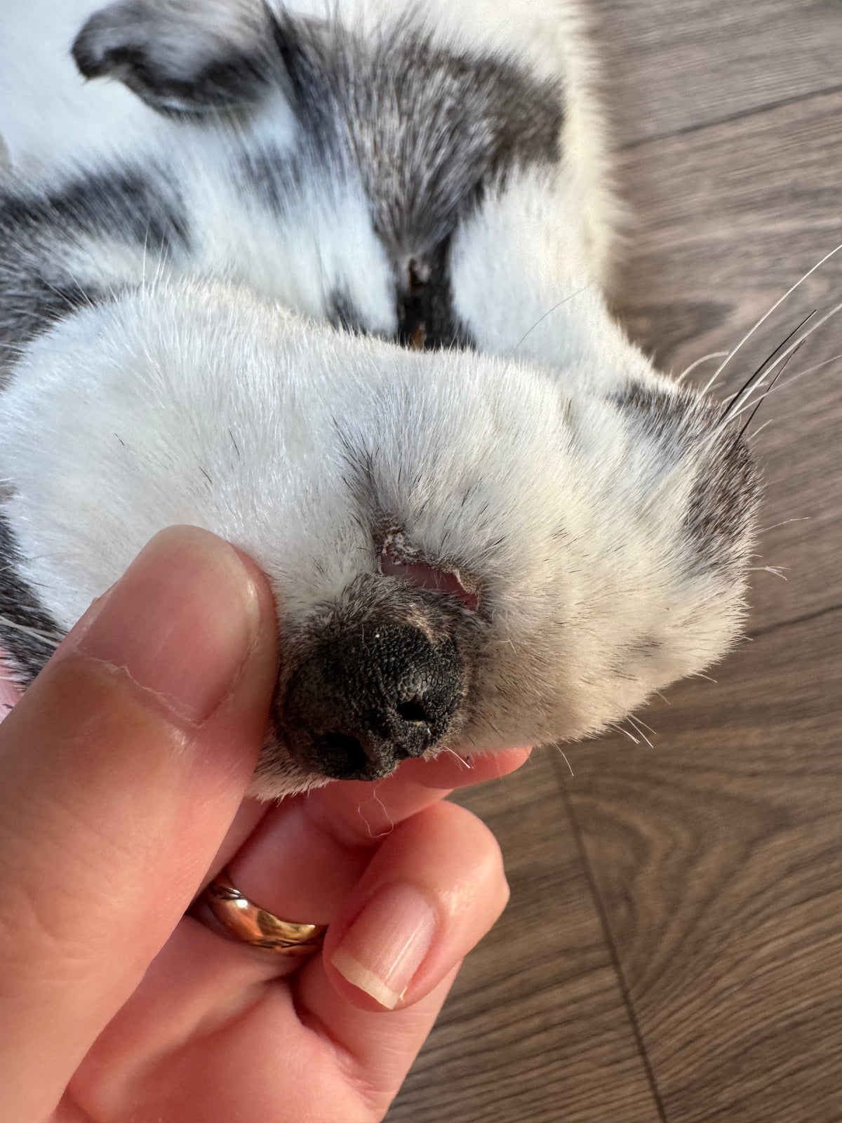 Marble Frost fox pelt (7)