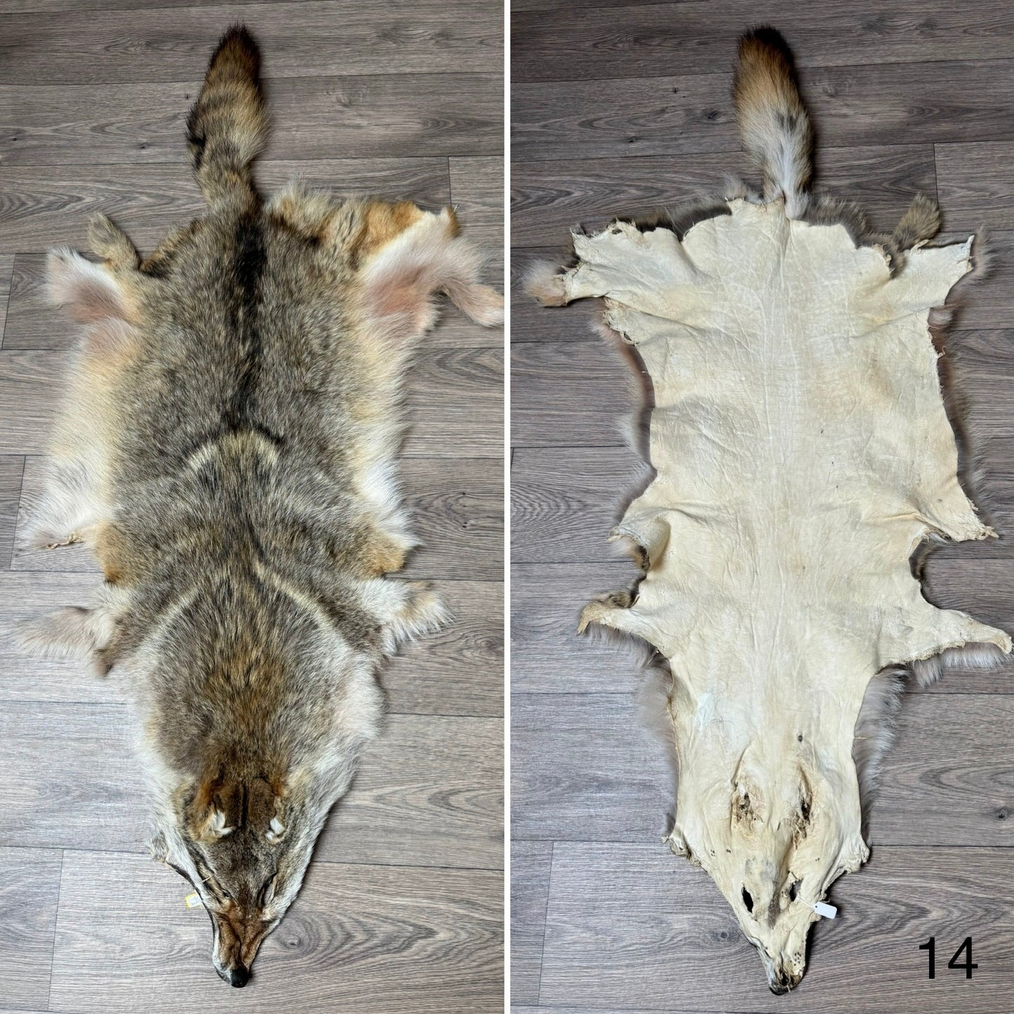 Coyote pelt (14)