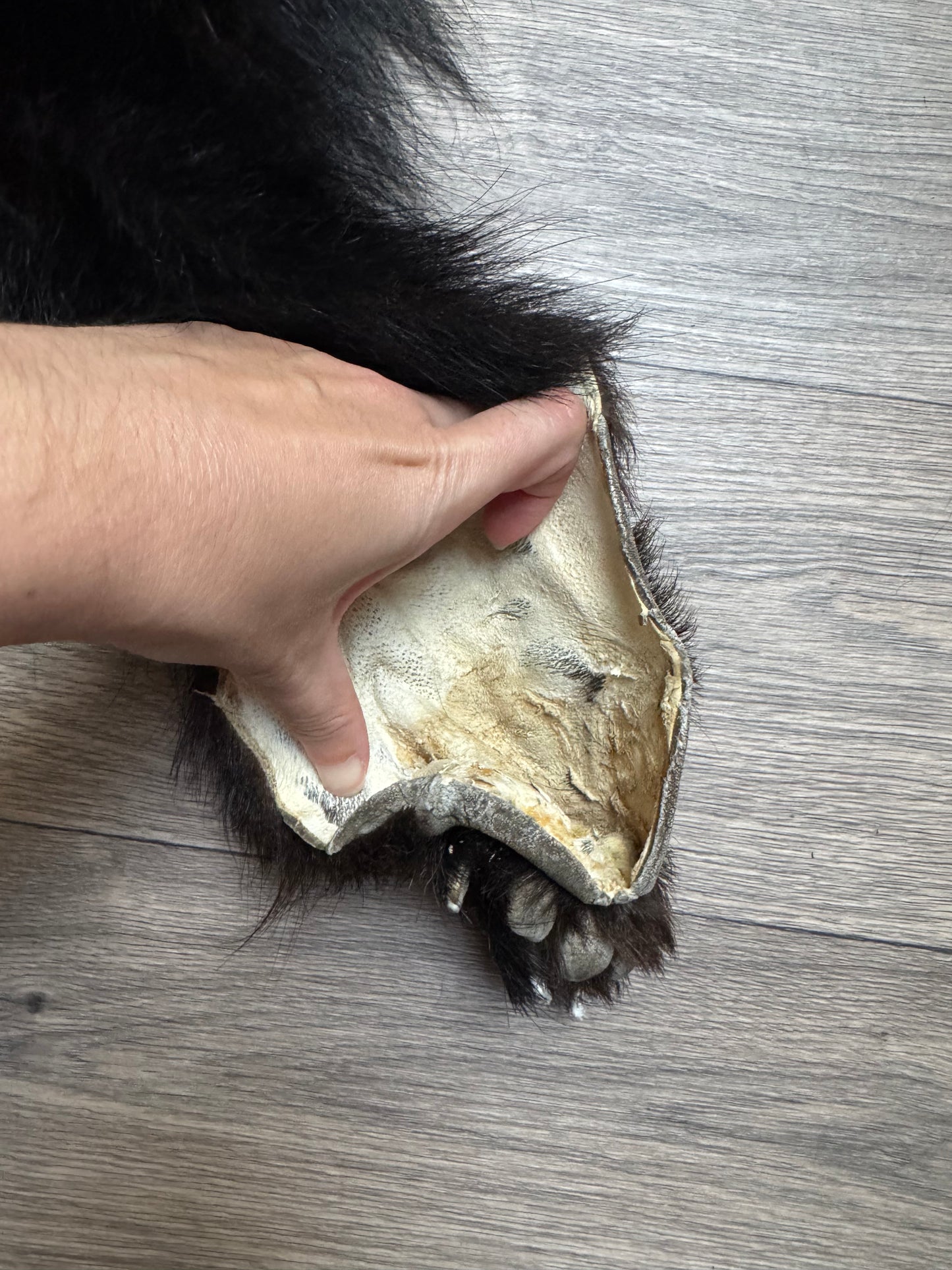 Black bear hide (3)