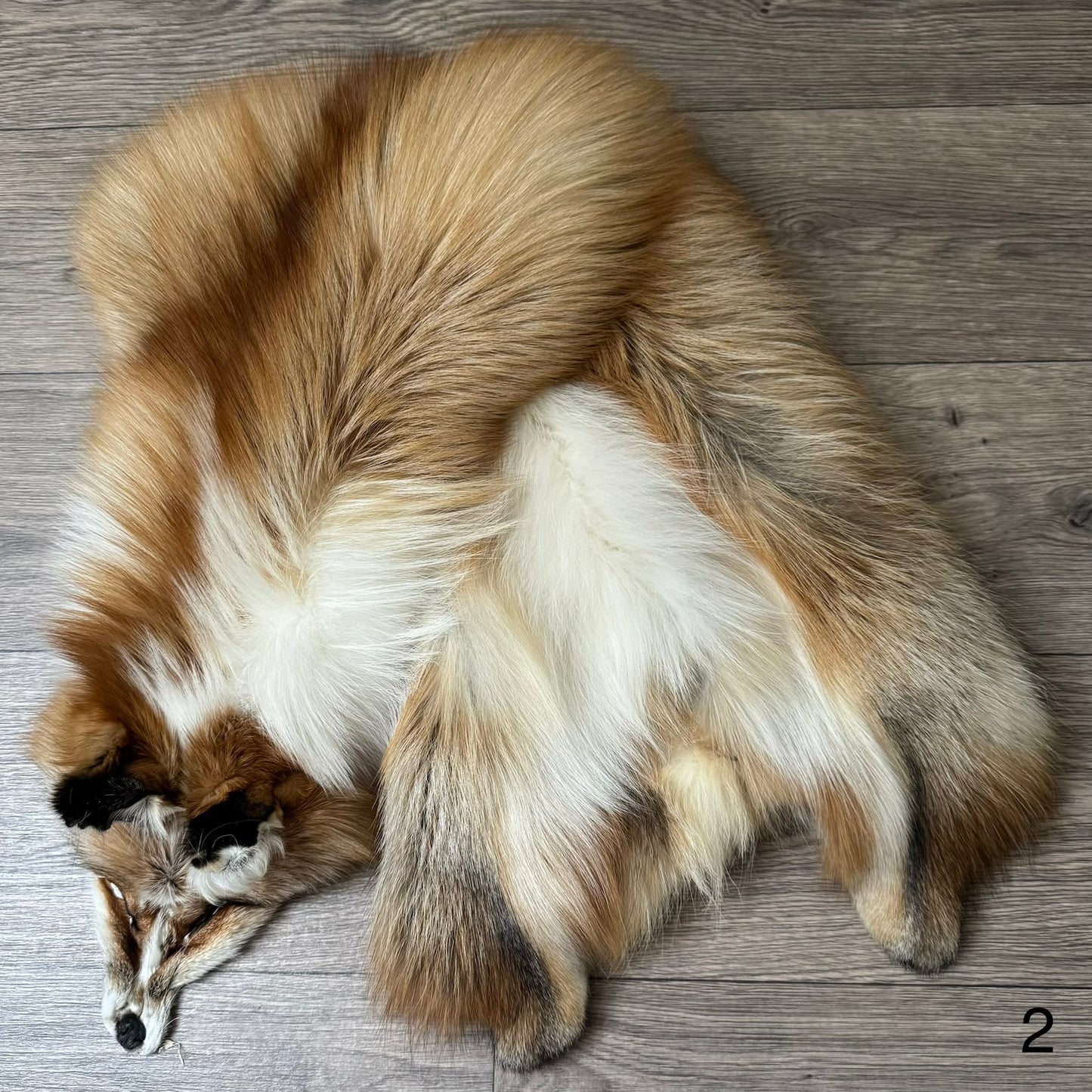 Gold Ringneck fox pelt (2)