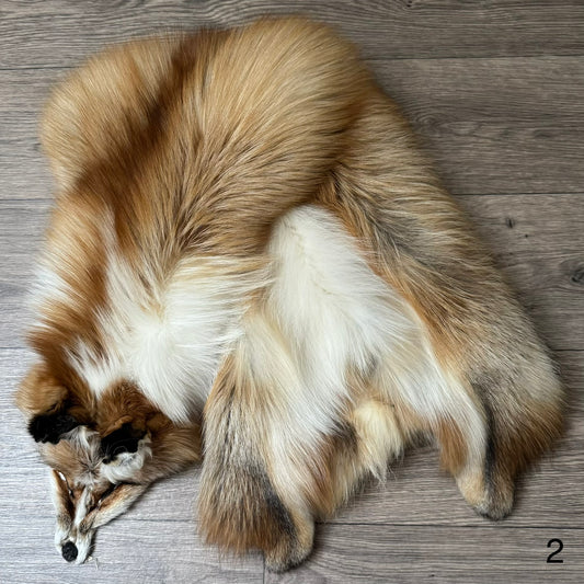 Gold Ringneck fox pelt (2)