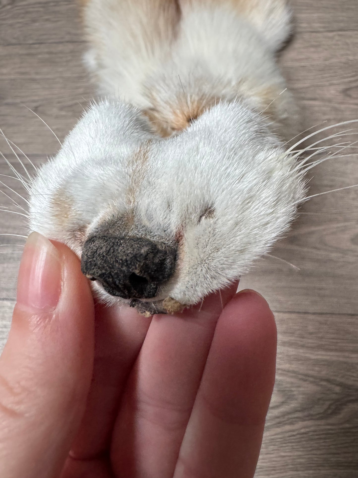 Gold Platinum fox pelt (1)