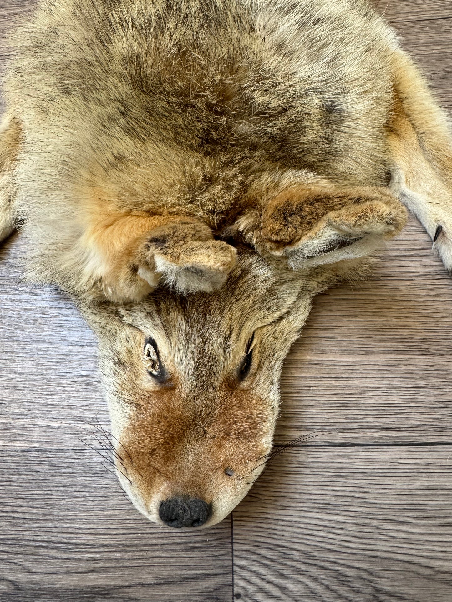 Female coyote mountable pelt (9)