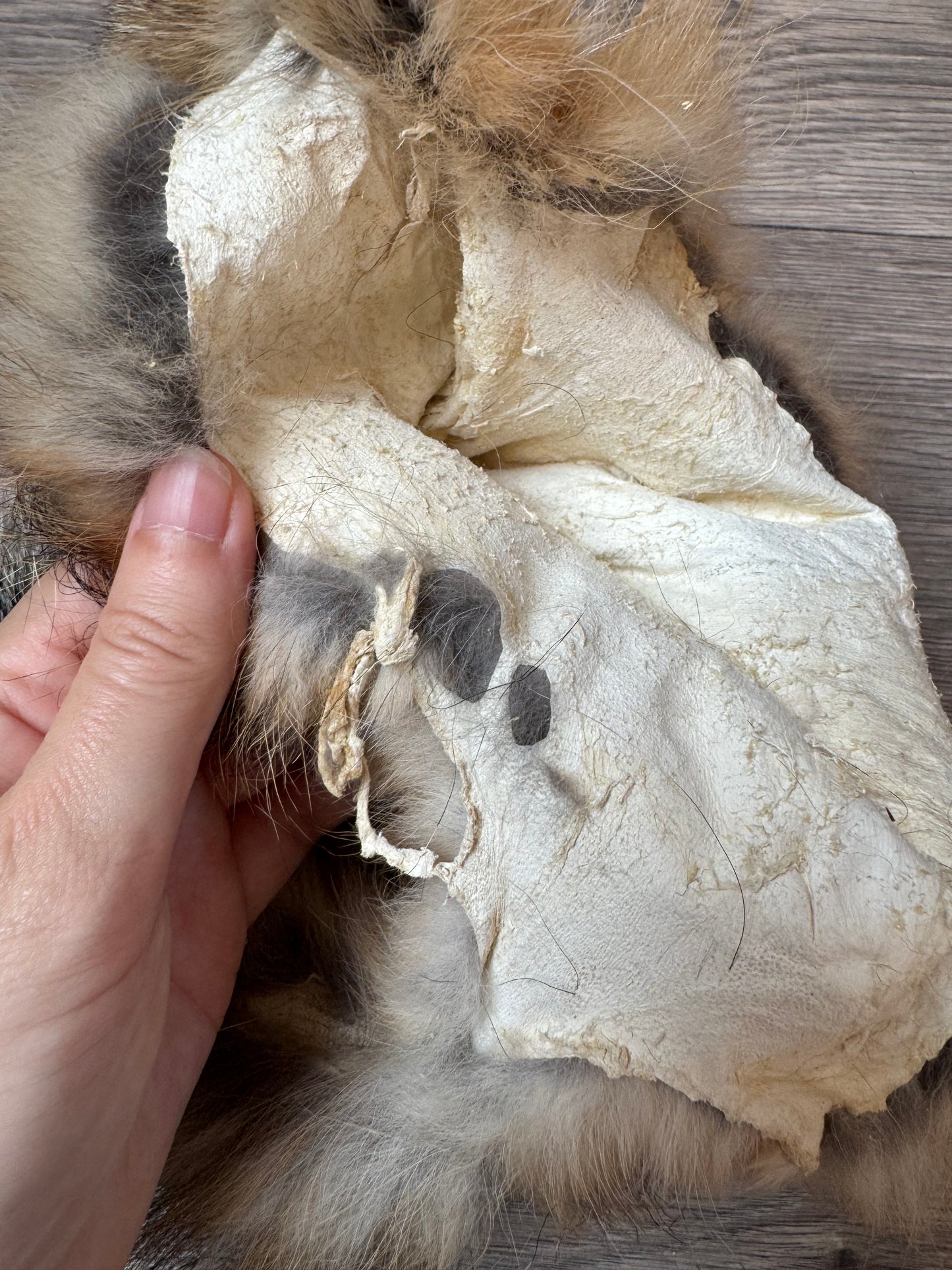 Female grey fox mountable pelt (5)