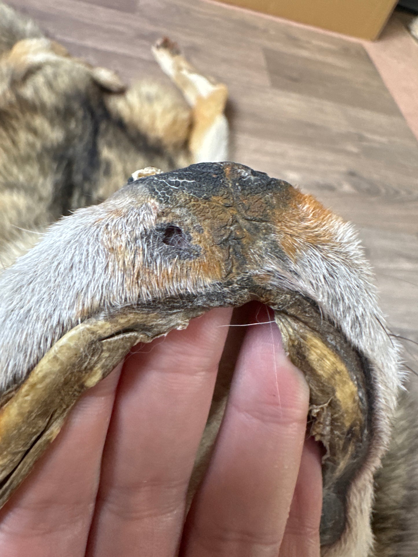 Male coyote mountable pelt (1)