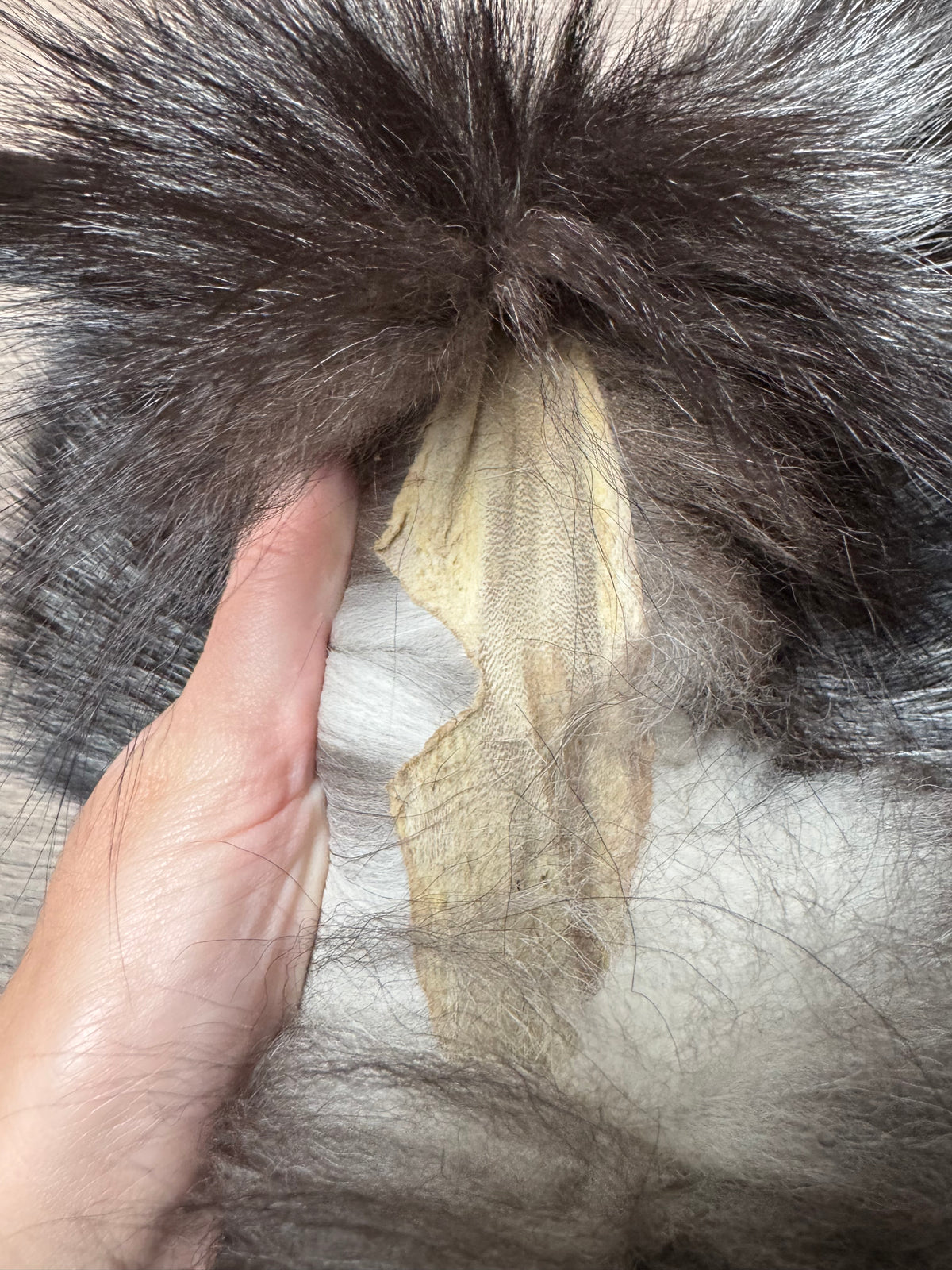 Silver fox pelt (18)