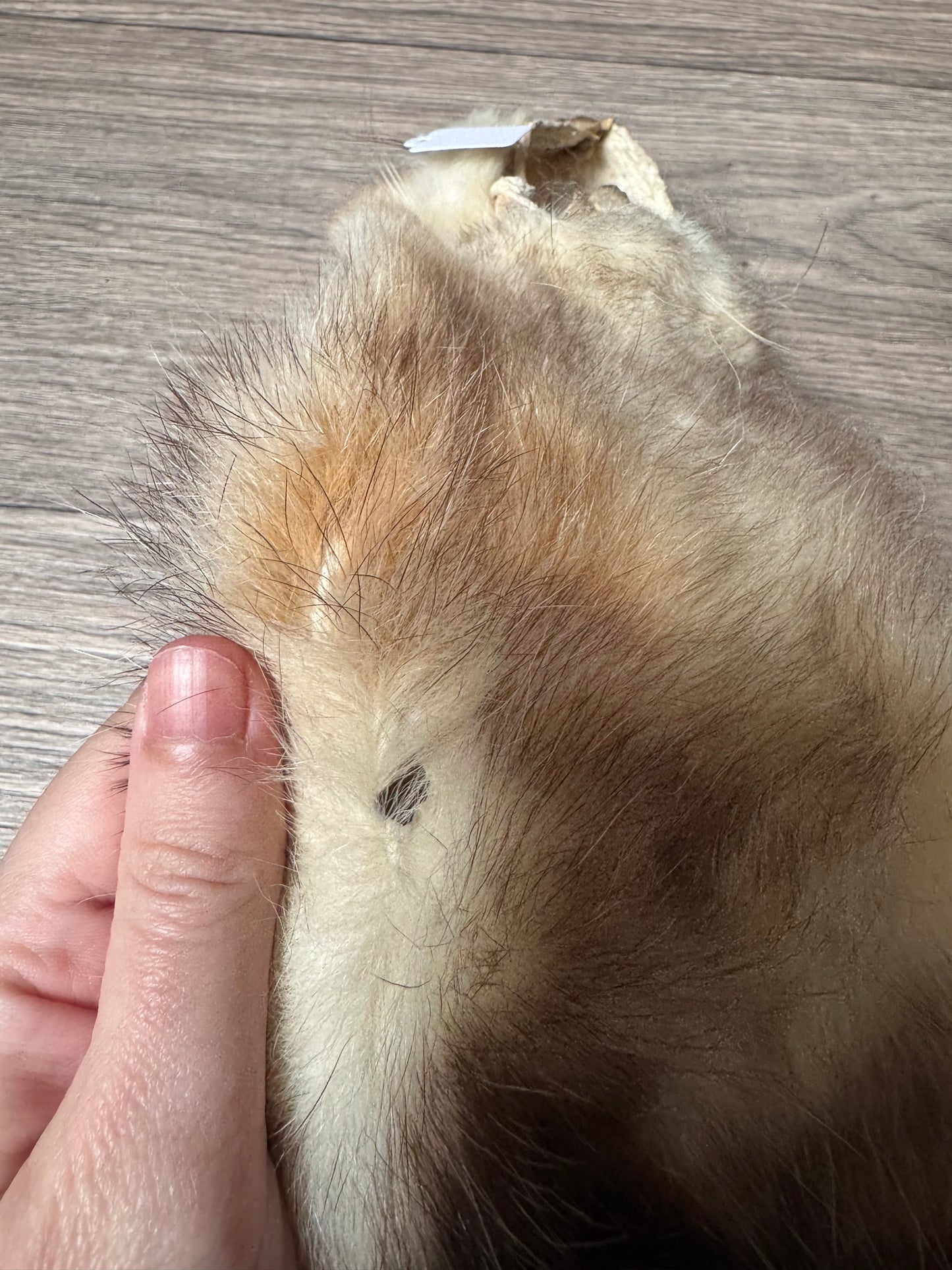Male opossum mountable pelt (17)