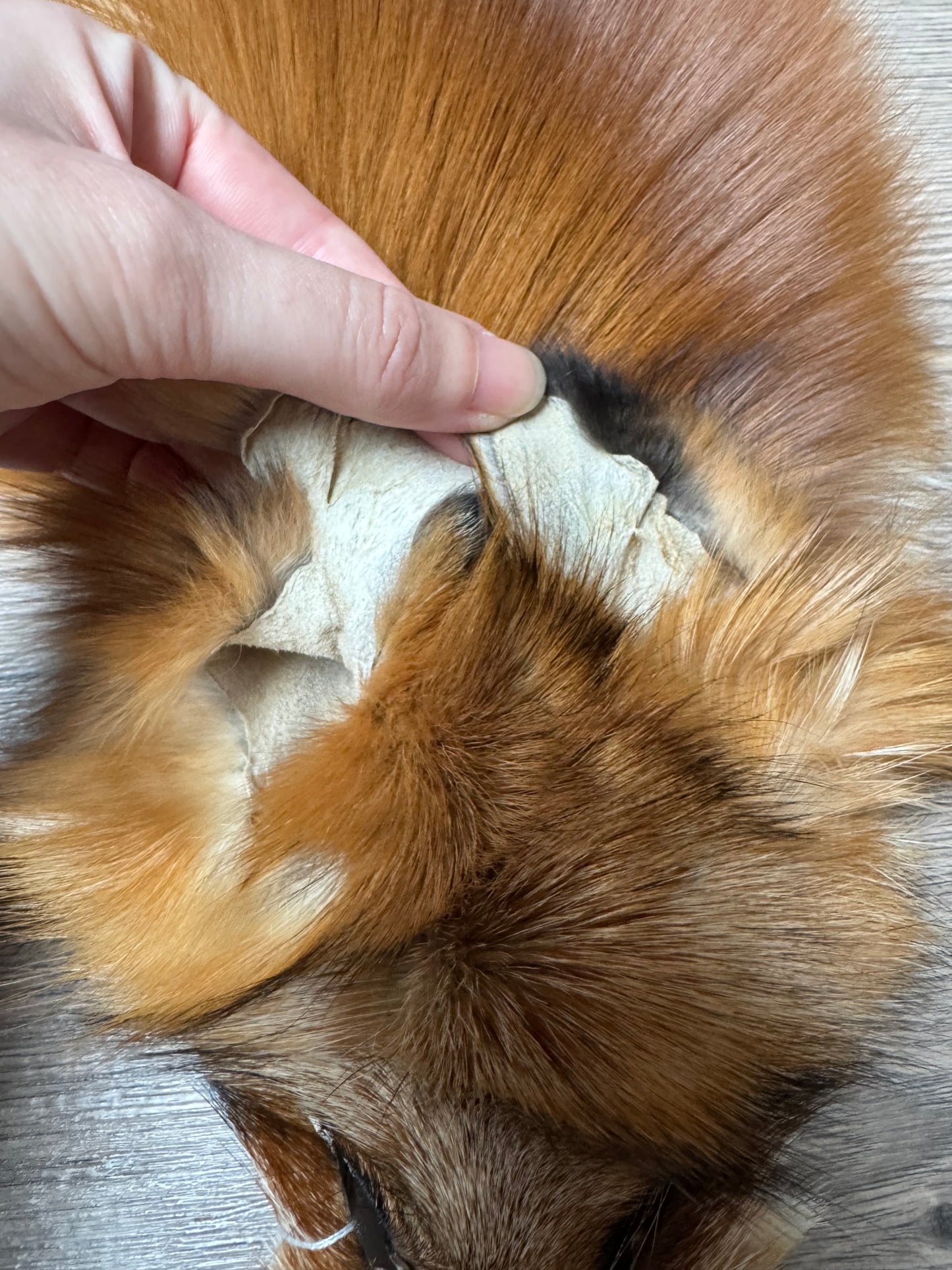Gold fox pelt (21)