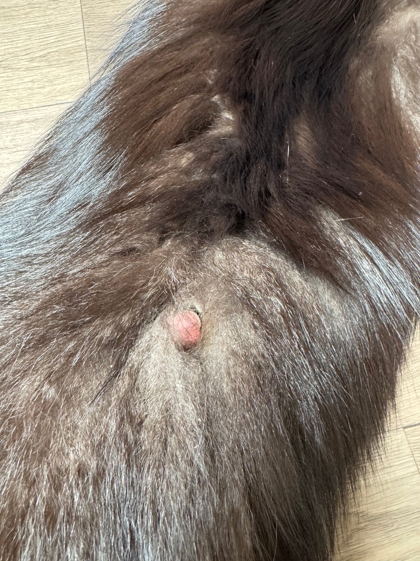 Silver fox pelt (18)