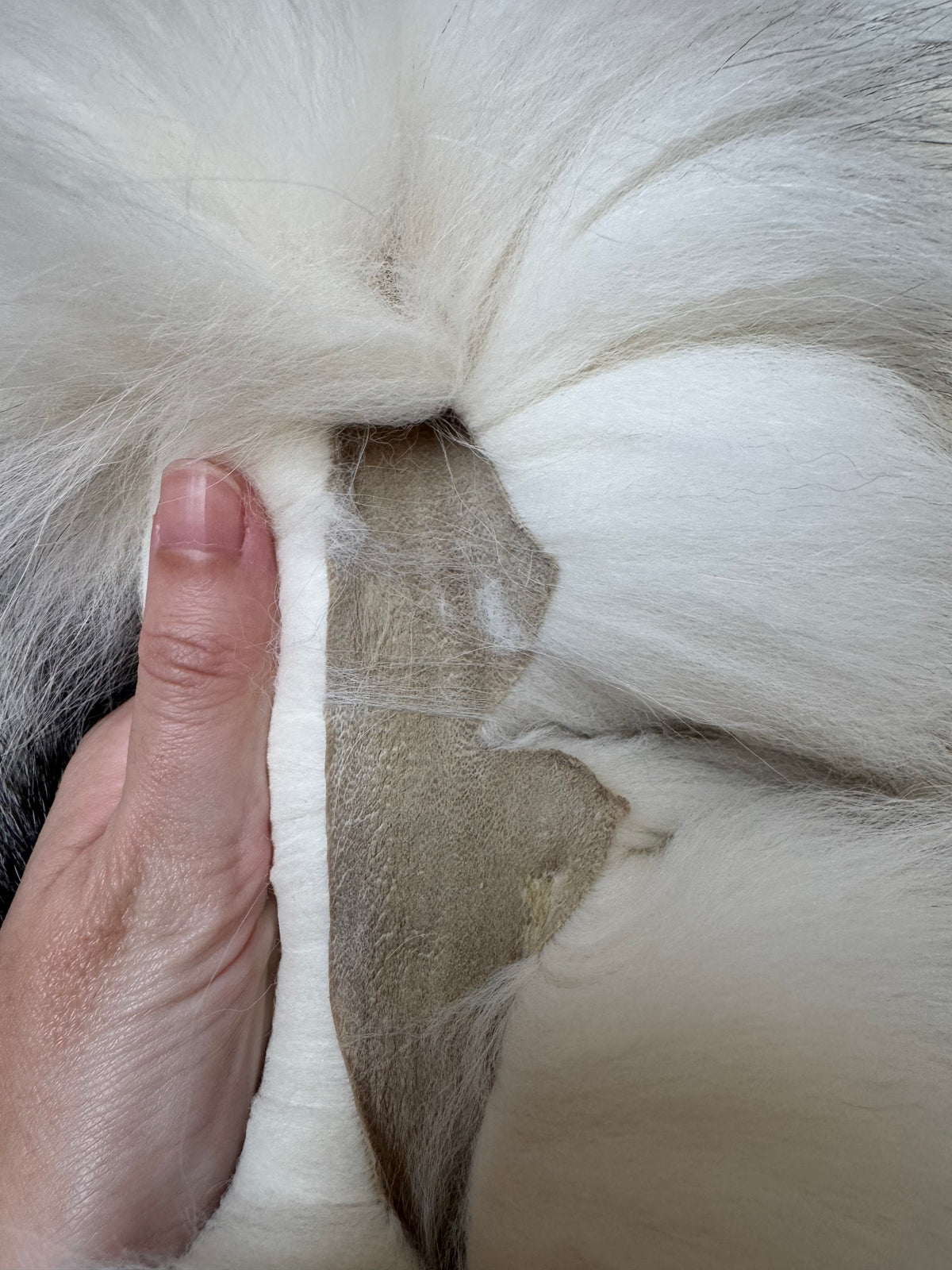 Marble Frost fox pelt (16)
