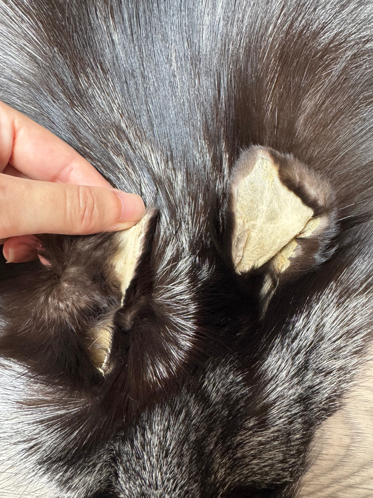 Silver fox pelt (2)