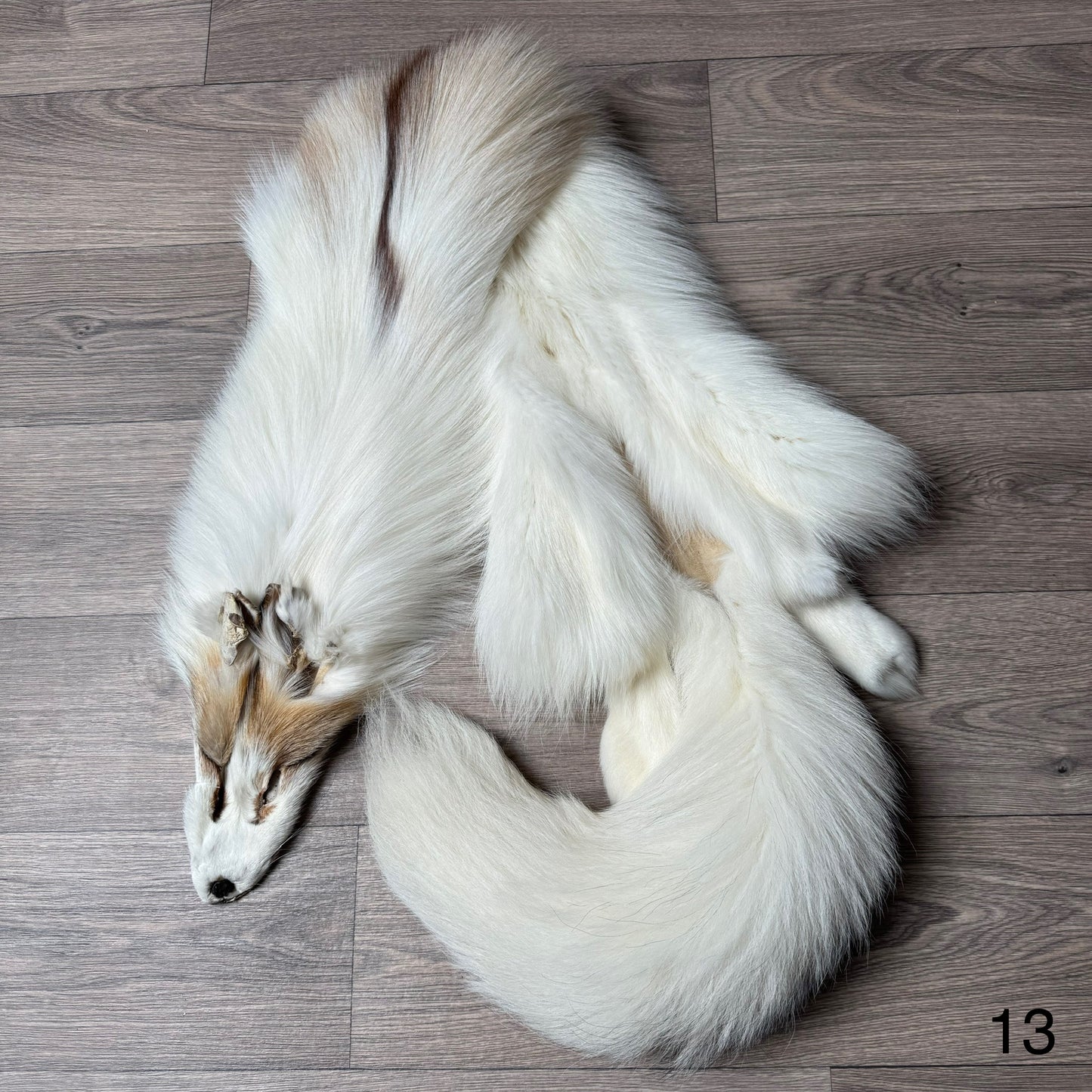 Sun Glow fox pelt (13)