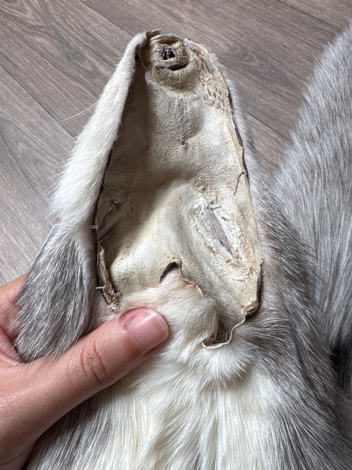 Platinum fox pelt (9)