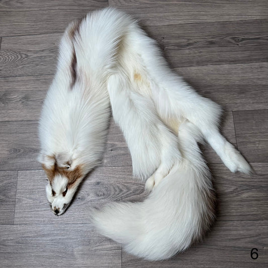 Sun Glow fox pelt (6)