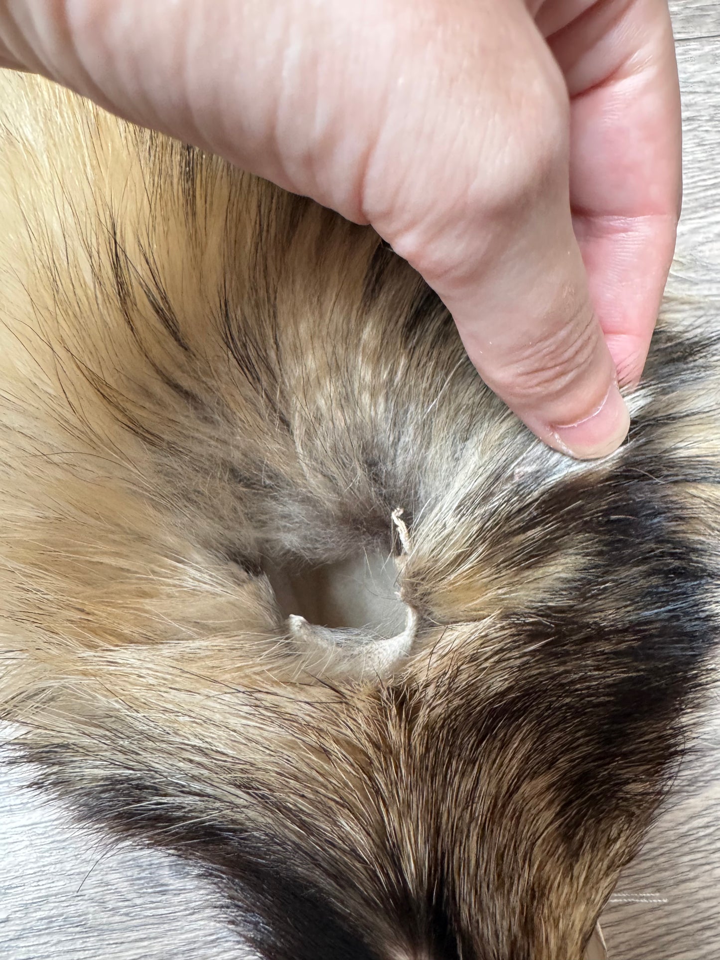 Tanuki pelt (10)
