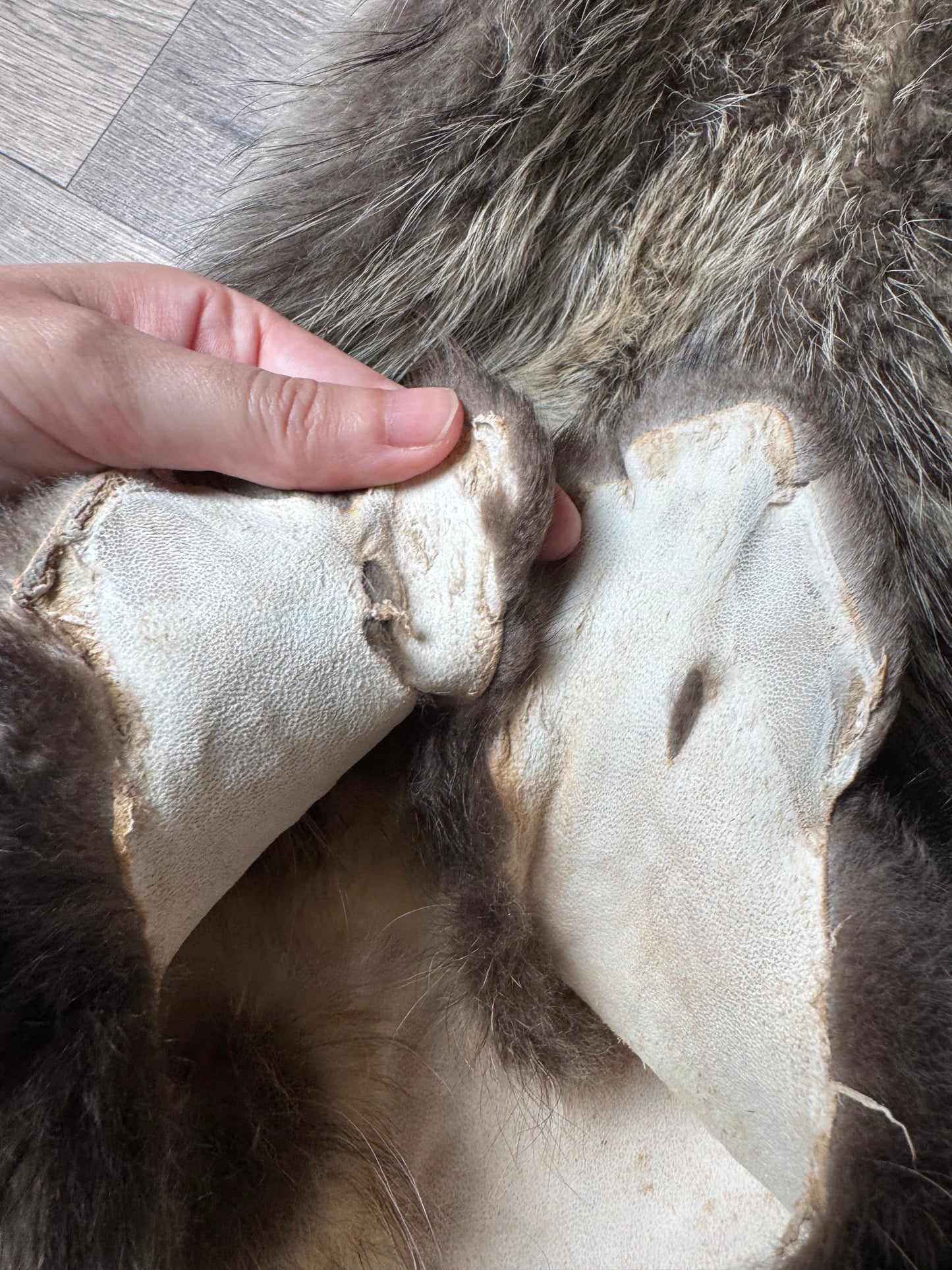 Tanuki pelt (6)