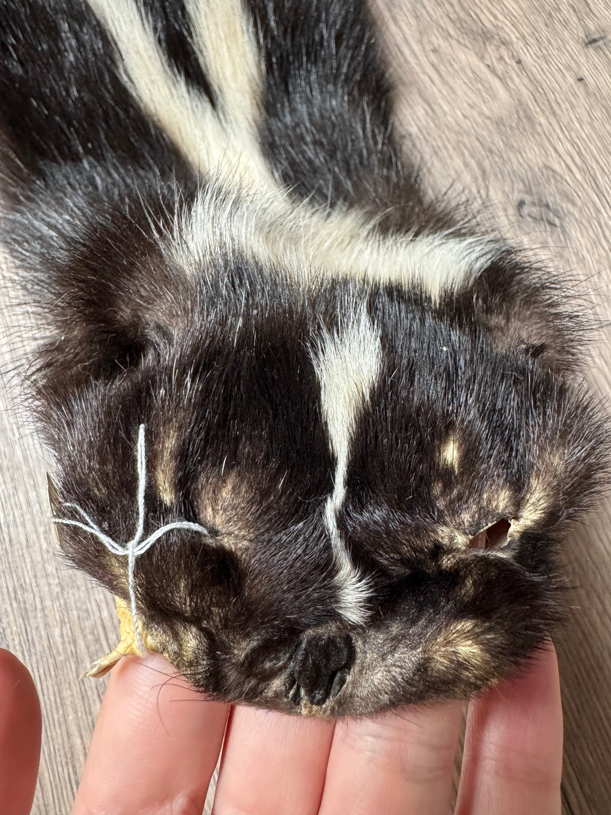 Skunk pelt (15)