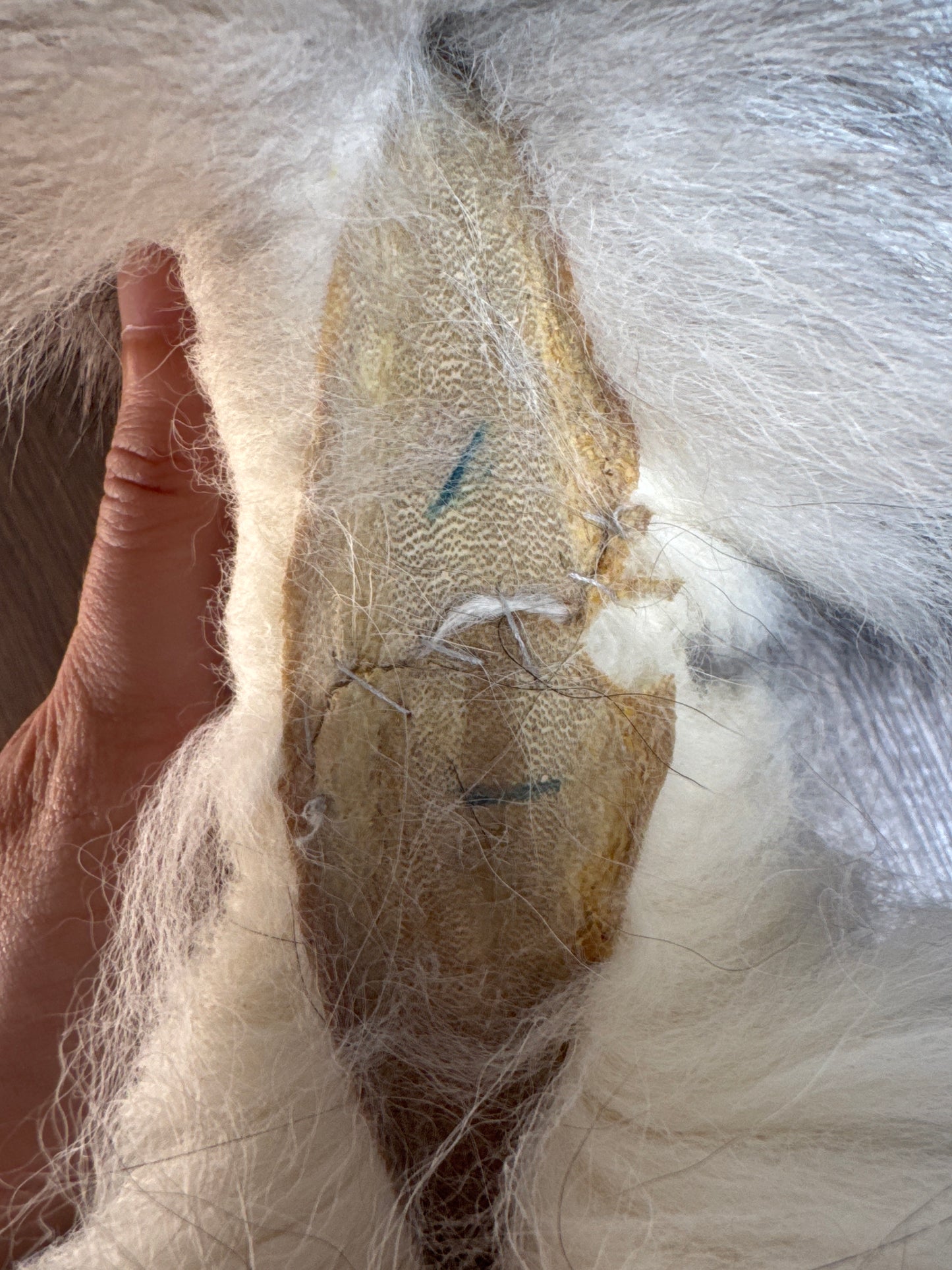 Platinum fox pelt (1)