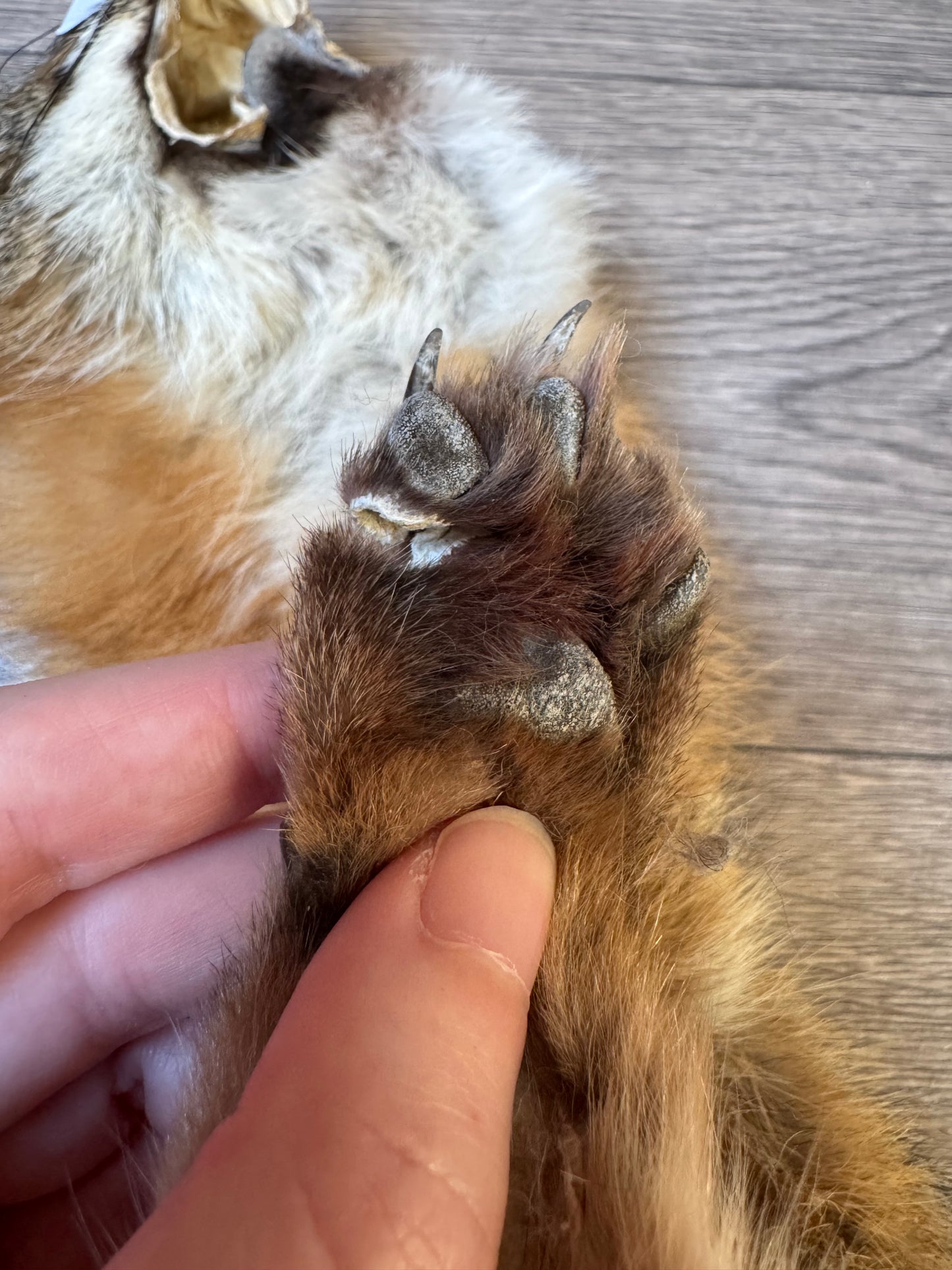 Male grey fox mountable pelt (21)