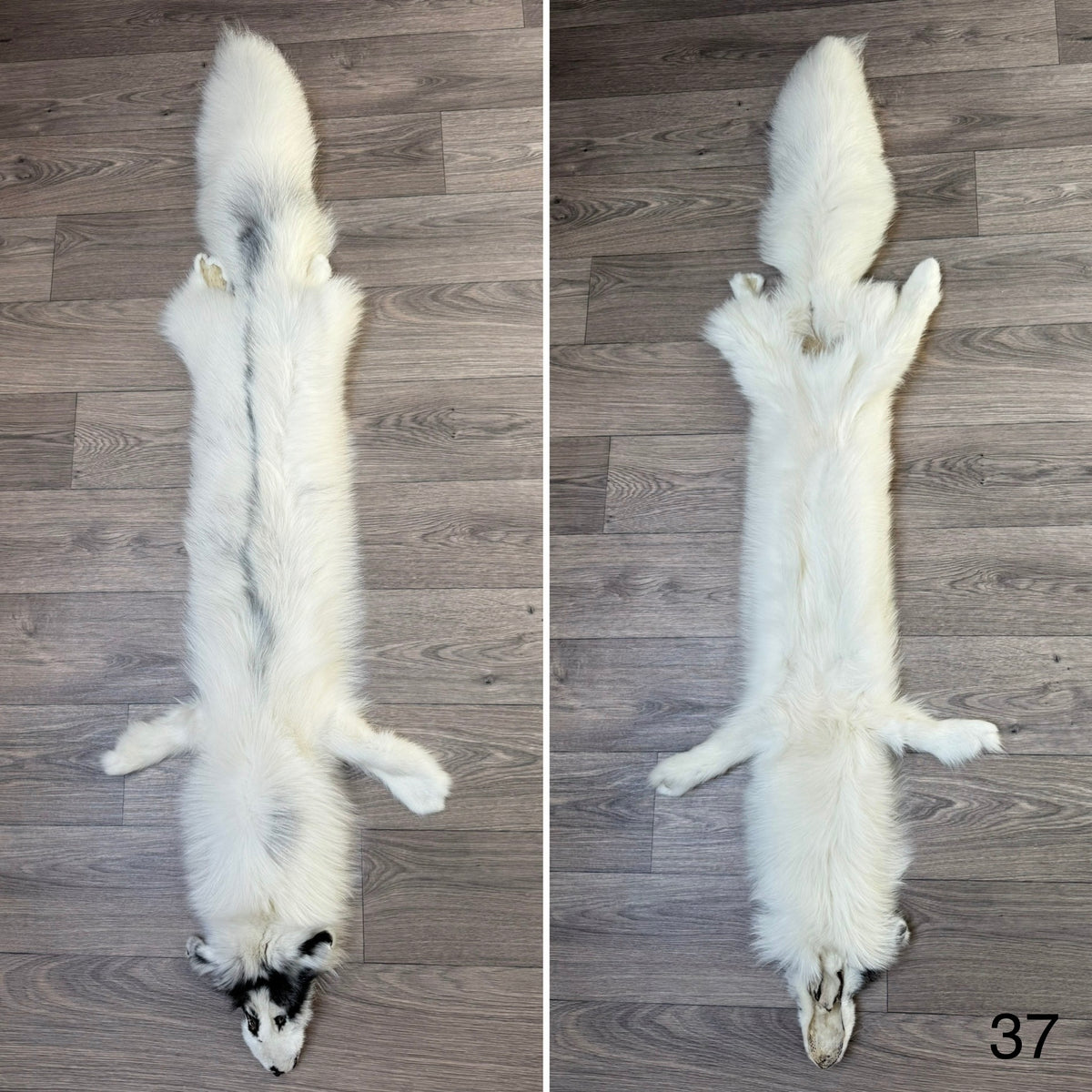 Arctic Marble fox pelt (37)