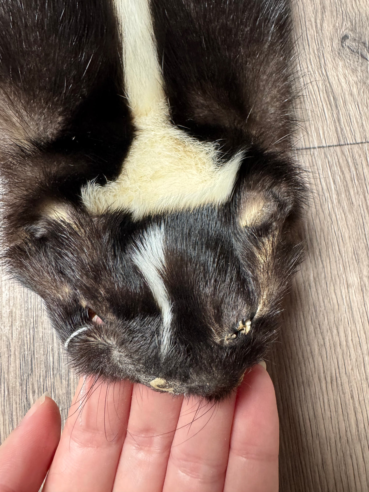 Skunk pelt (7)