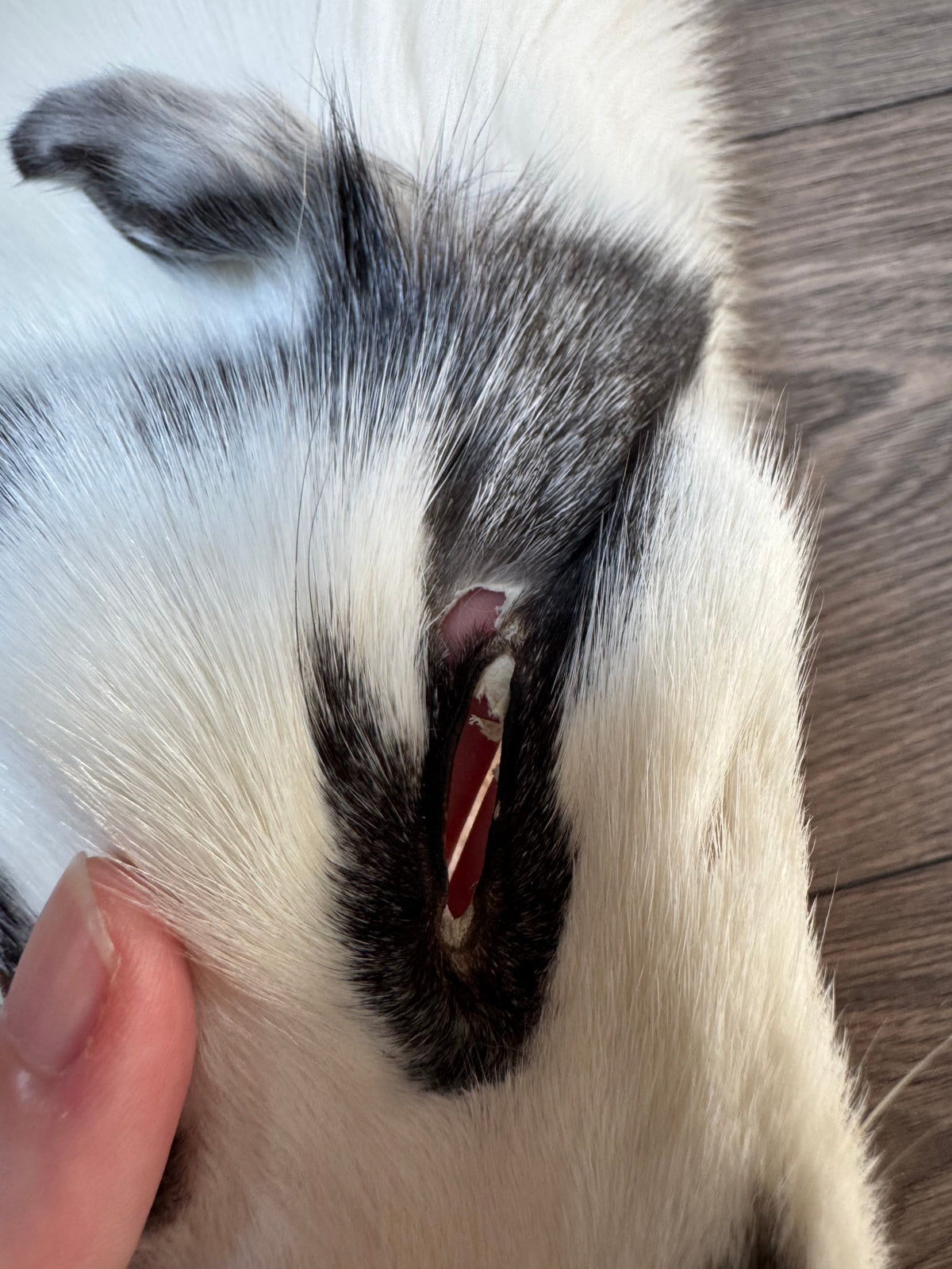Marble Frost fox pelt (7)