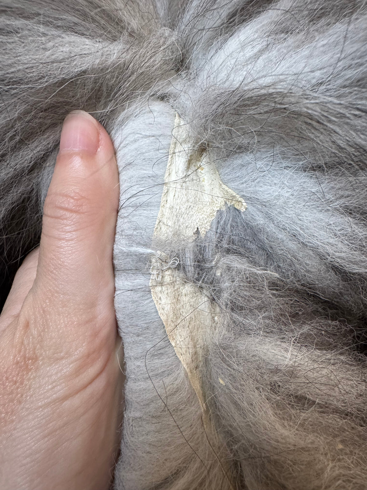 Male Cross fox mountable pelt (tag 111)