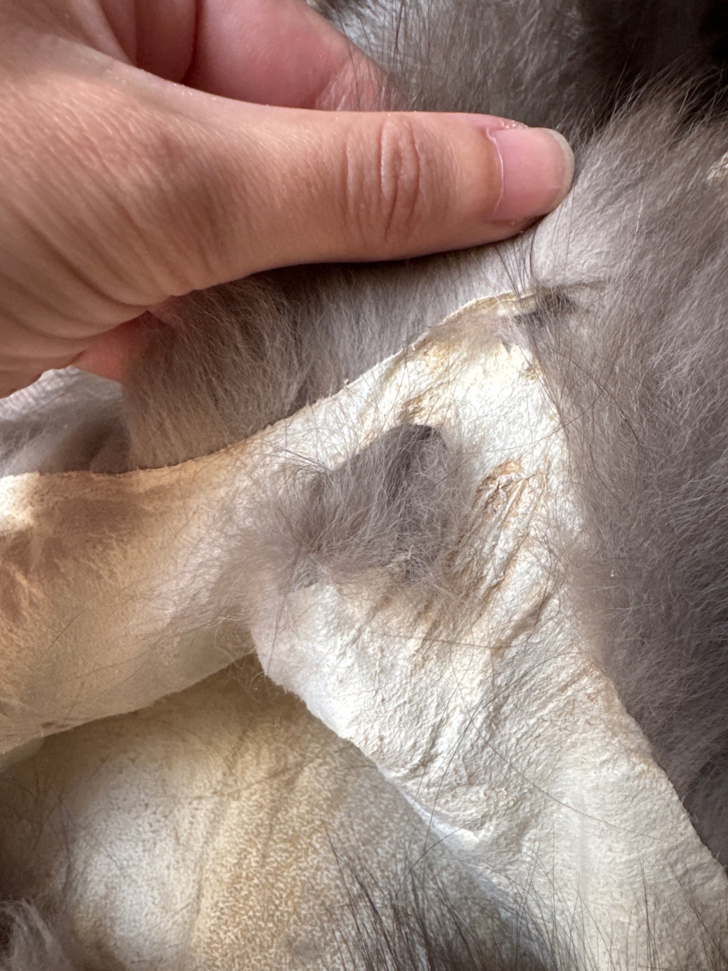 Male Polish Pastel mountable pelt (tag 25)