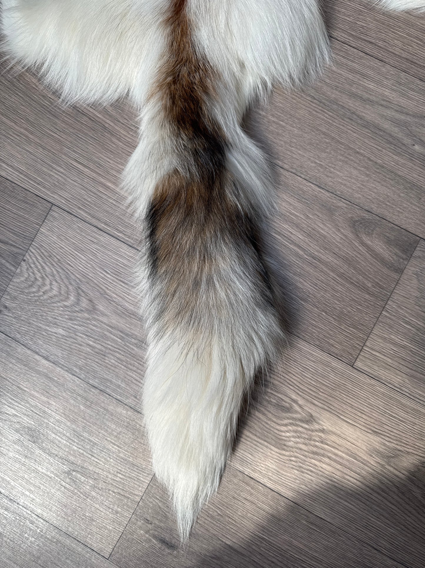 Sun Glow fox pelt (4)