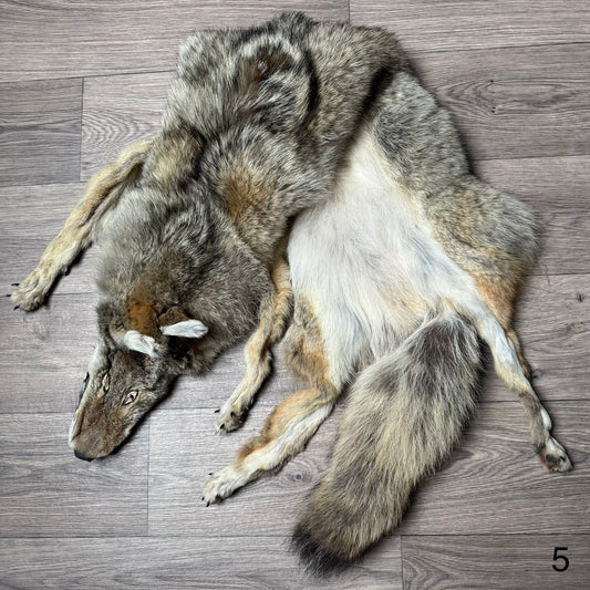 Male coyote mountable pelt (5)