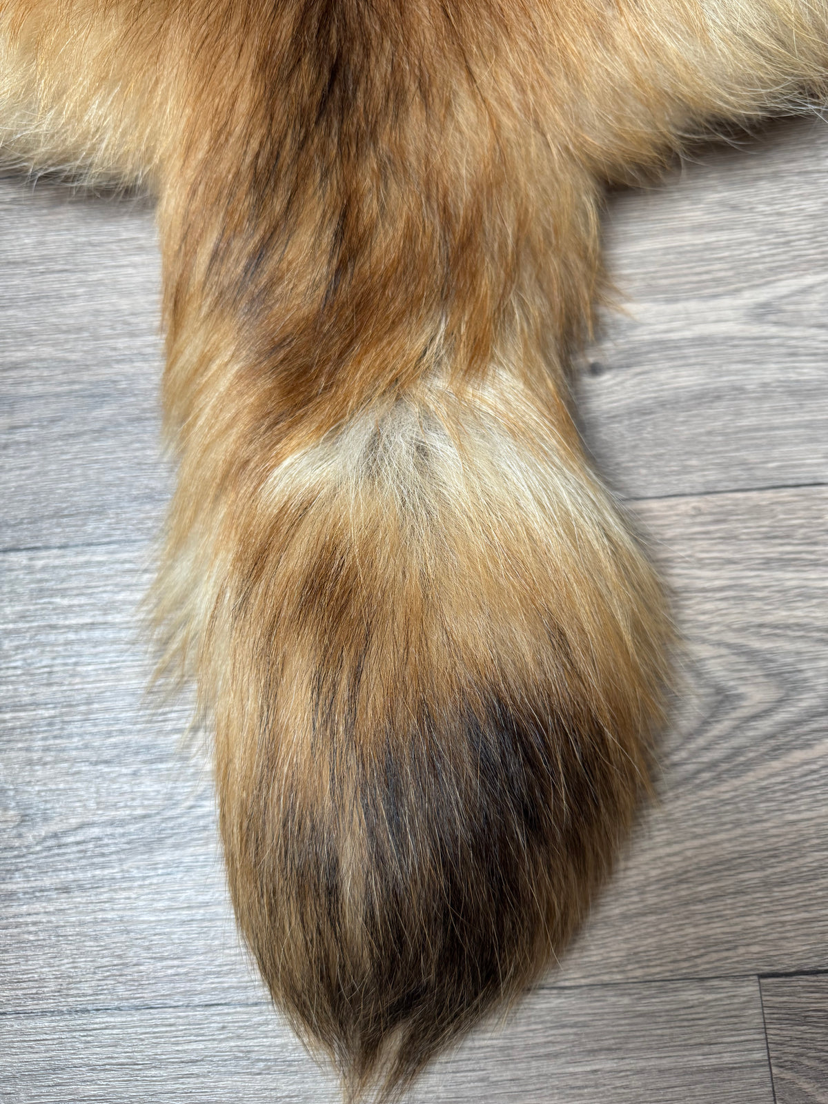 Arctic tanuki pelt (7)
