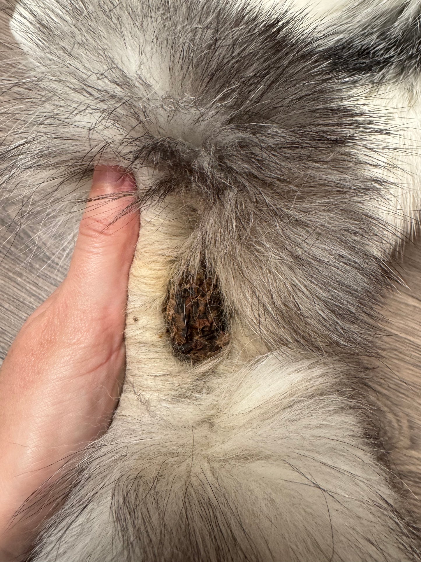 Marble Frost fox pelt (7) (extremely large pelt)
