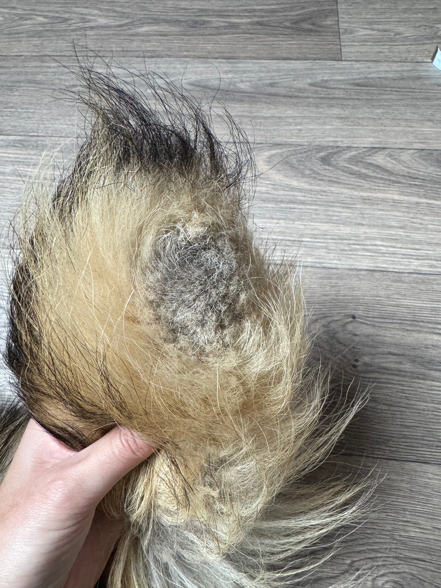 Tanuki pelt (5)