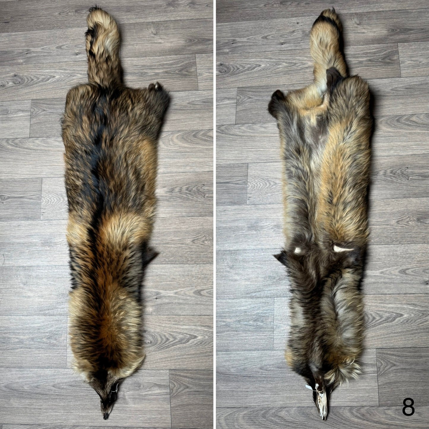 Tanuki pelt (8)