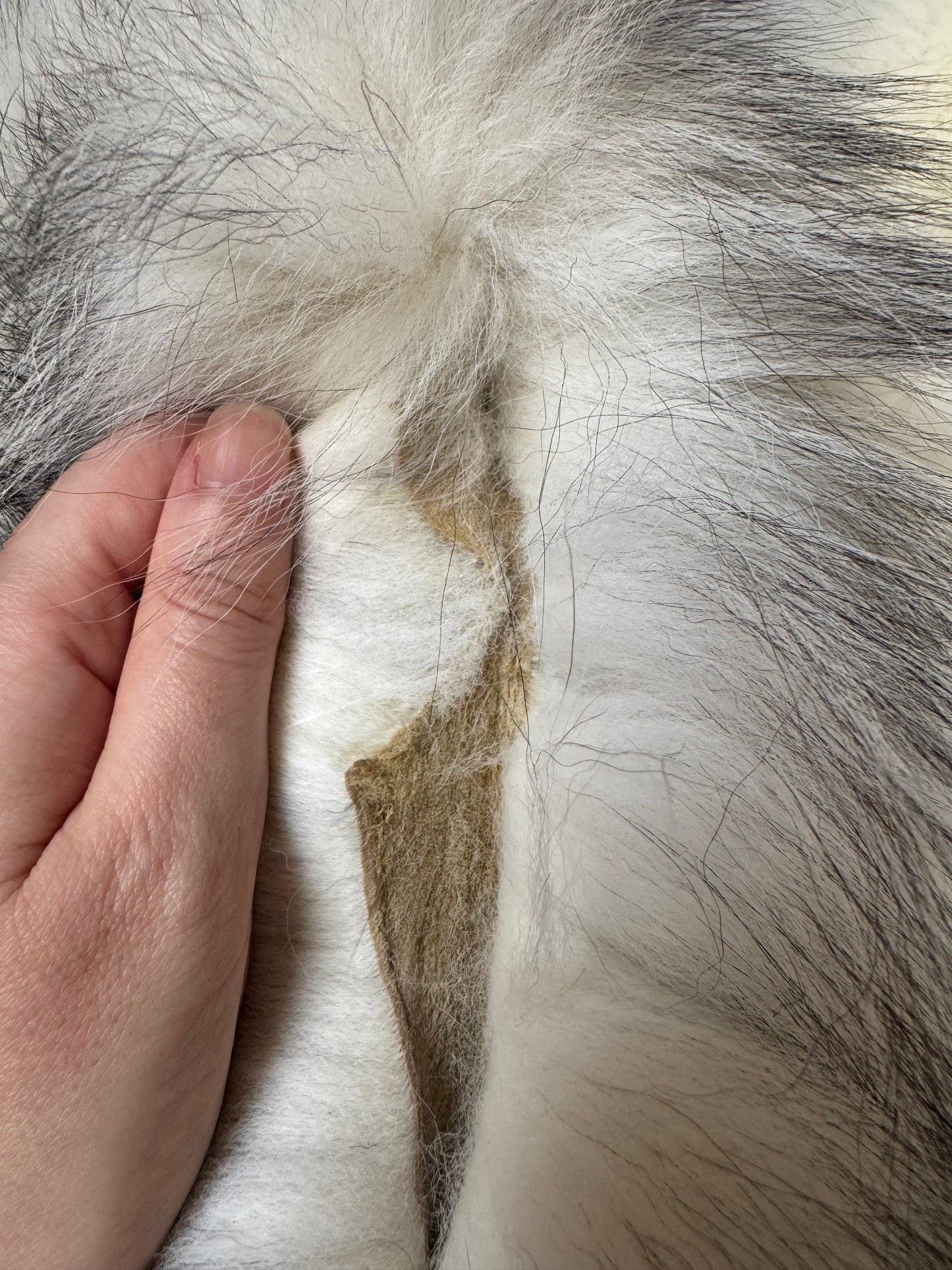 Marble Frost fox pelt (10)