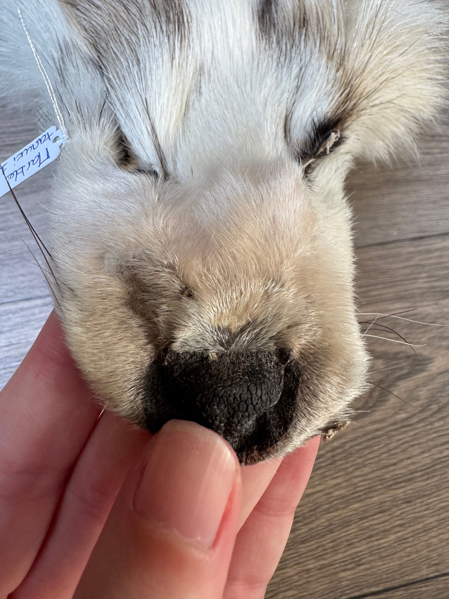 Marble tanuki pelt (1)