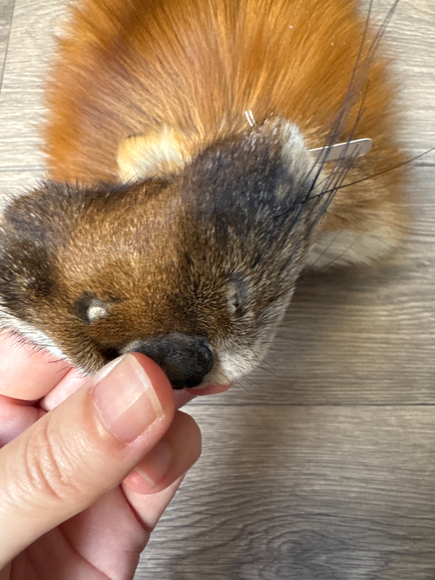 Gold fox pelt (46)