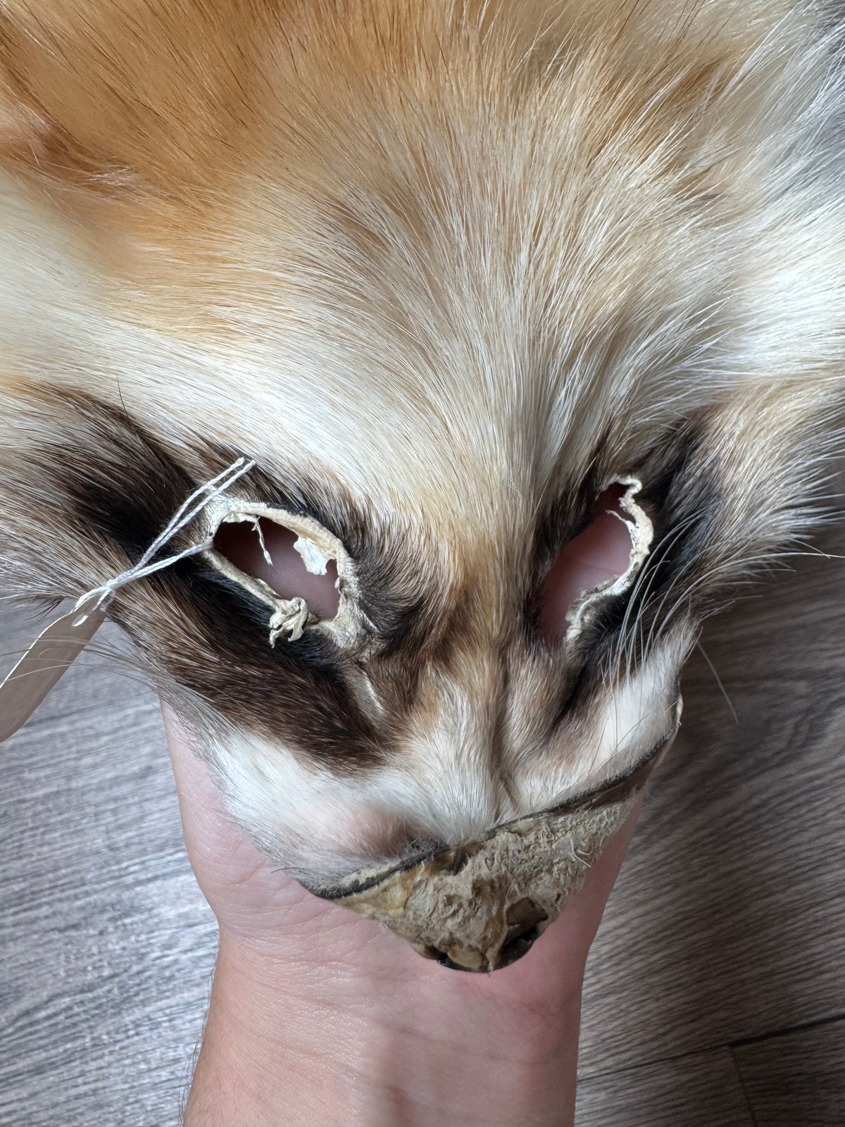 Arctic tanuki pelt (6)