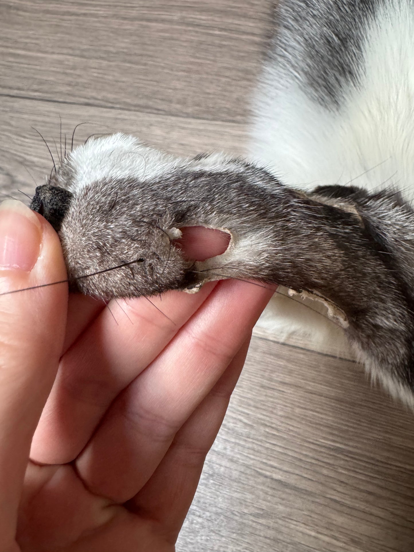 Marble Frost fox pelt (6) (extremely large pelt)