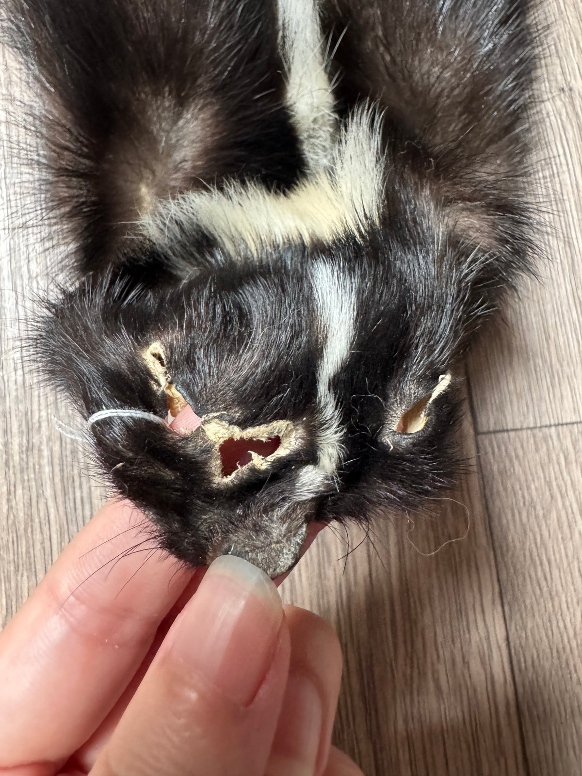 Skunk pelt (11)