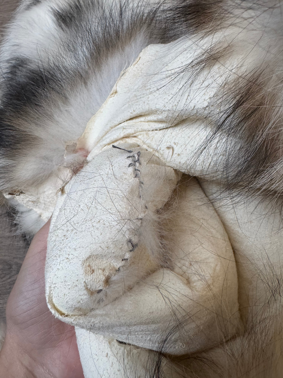 Female Smokey Ringneck fox mountable pelt (tag 93)