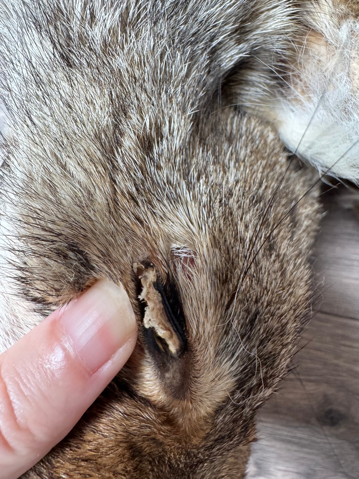 Male coyote mountable pelt (13)