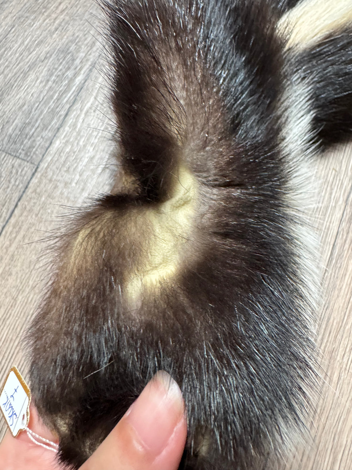 Skunk pelt (7)