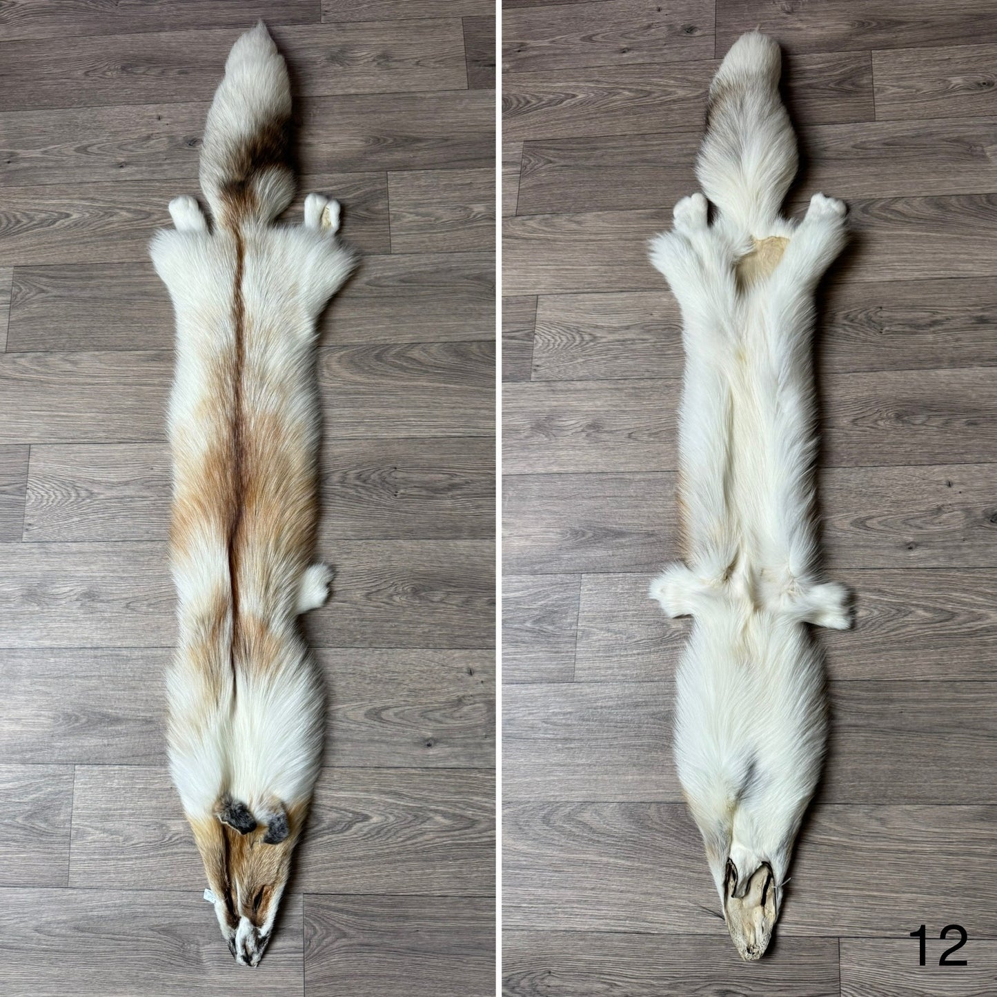 Sun Glow fox pelt (12)