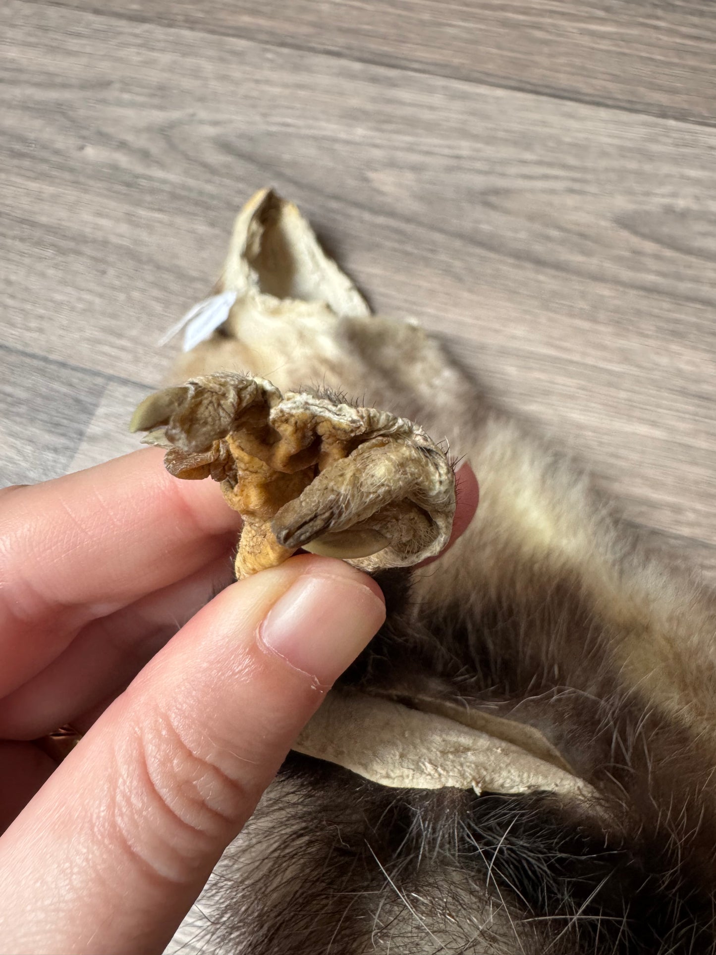 Male opossum mountable pelt (12)