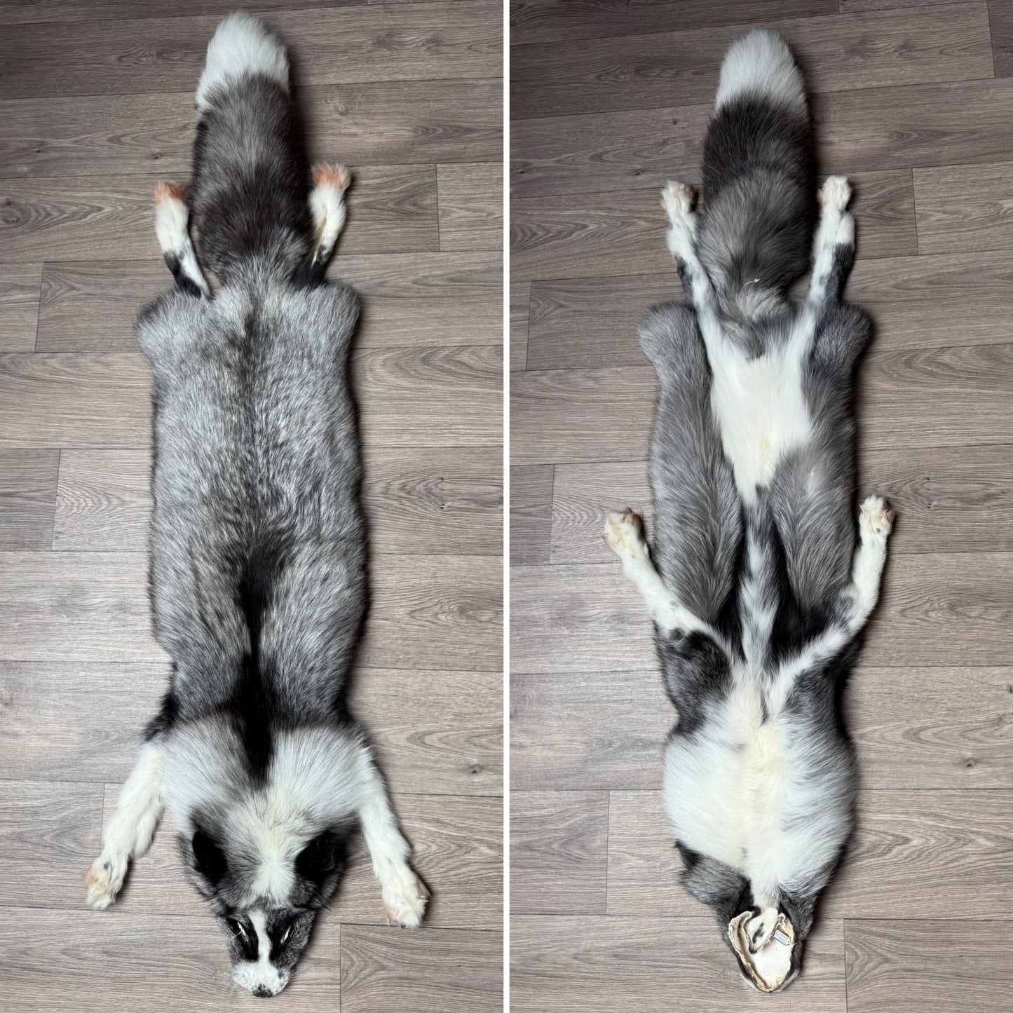 Male Silver Ringneck mountable pelt (tag 19)