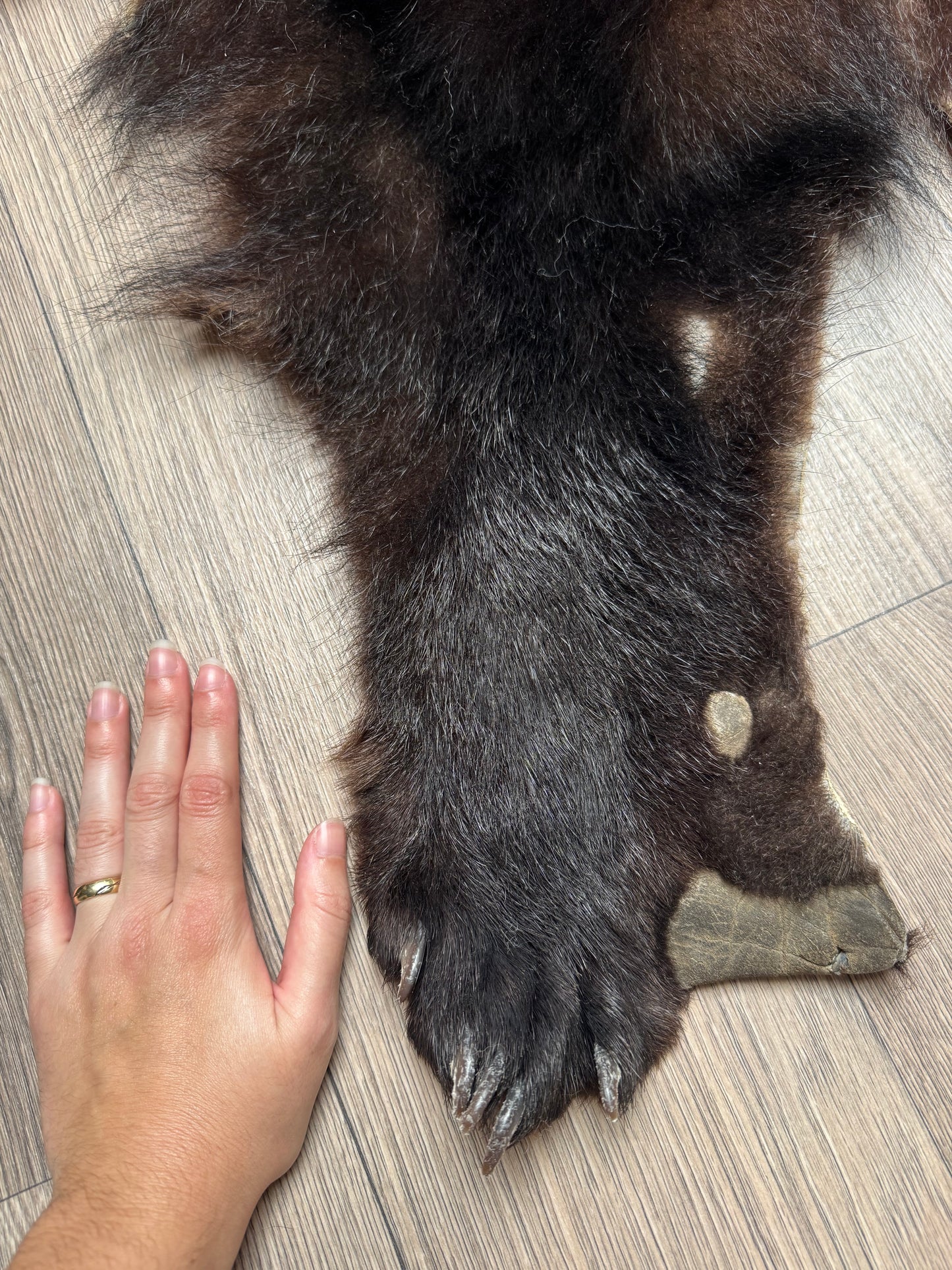 Black bear hide (1)