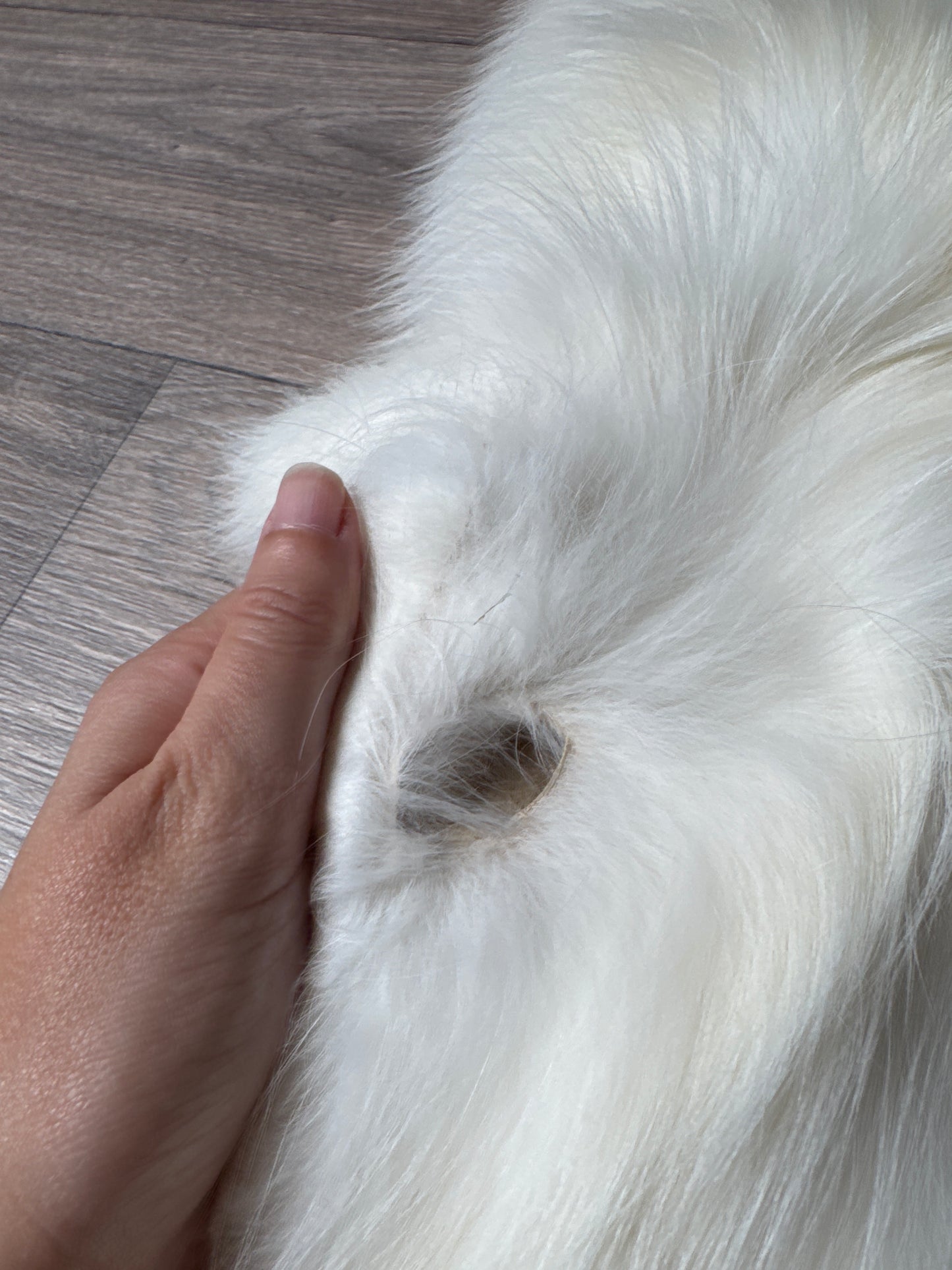 Sun Glow fox pelt (20)