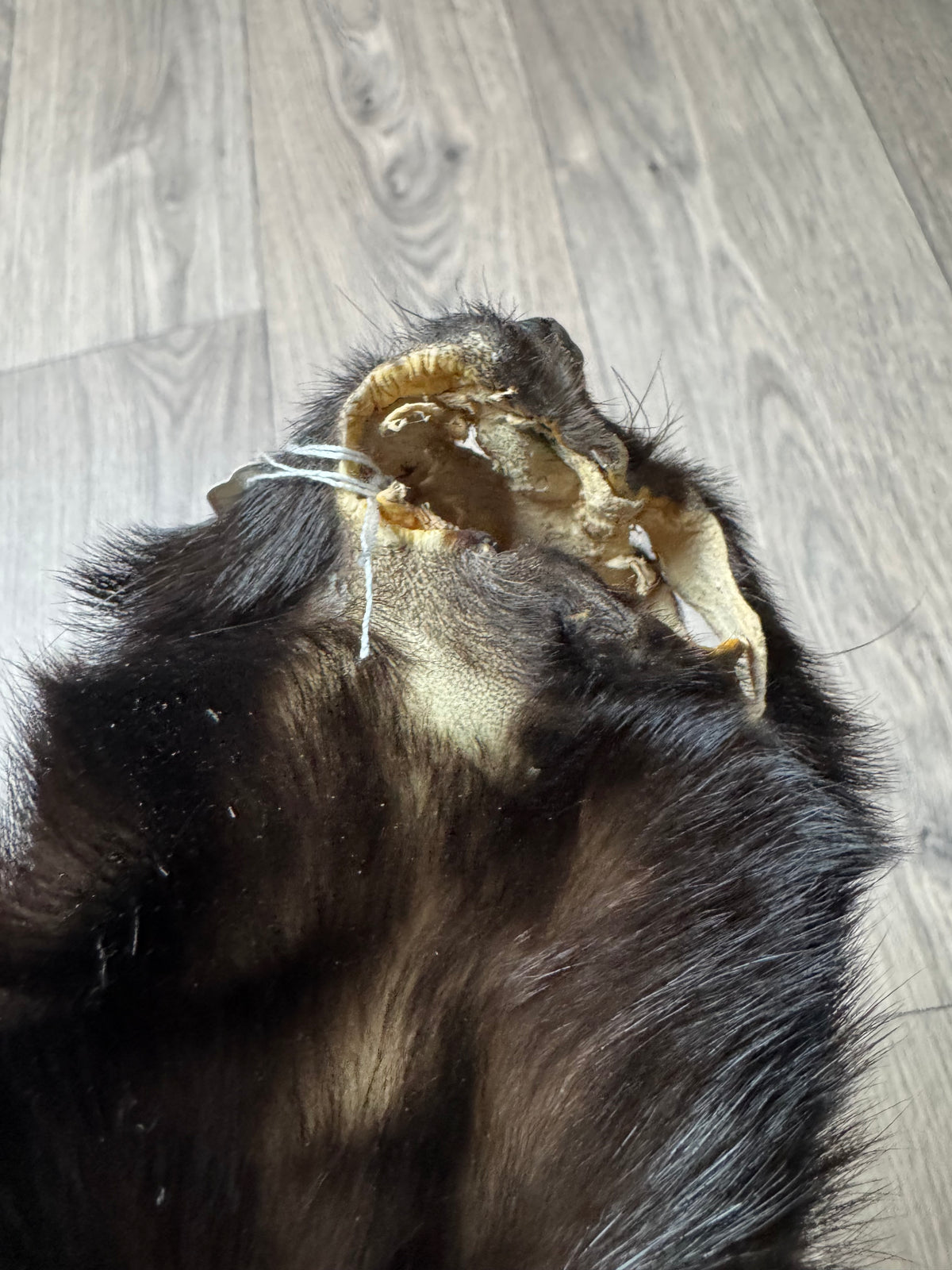 Skunk pelt (11)